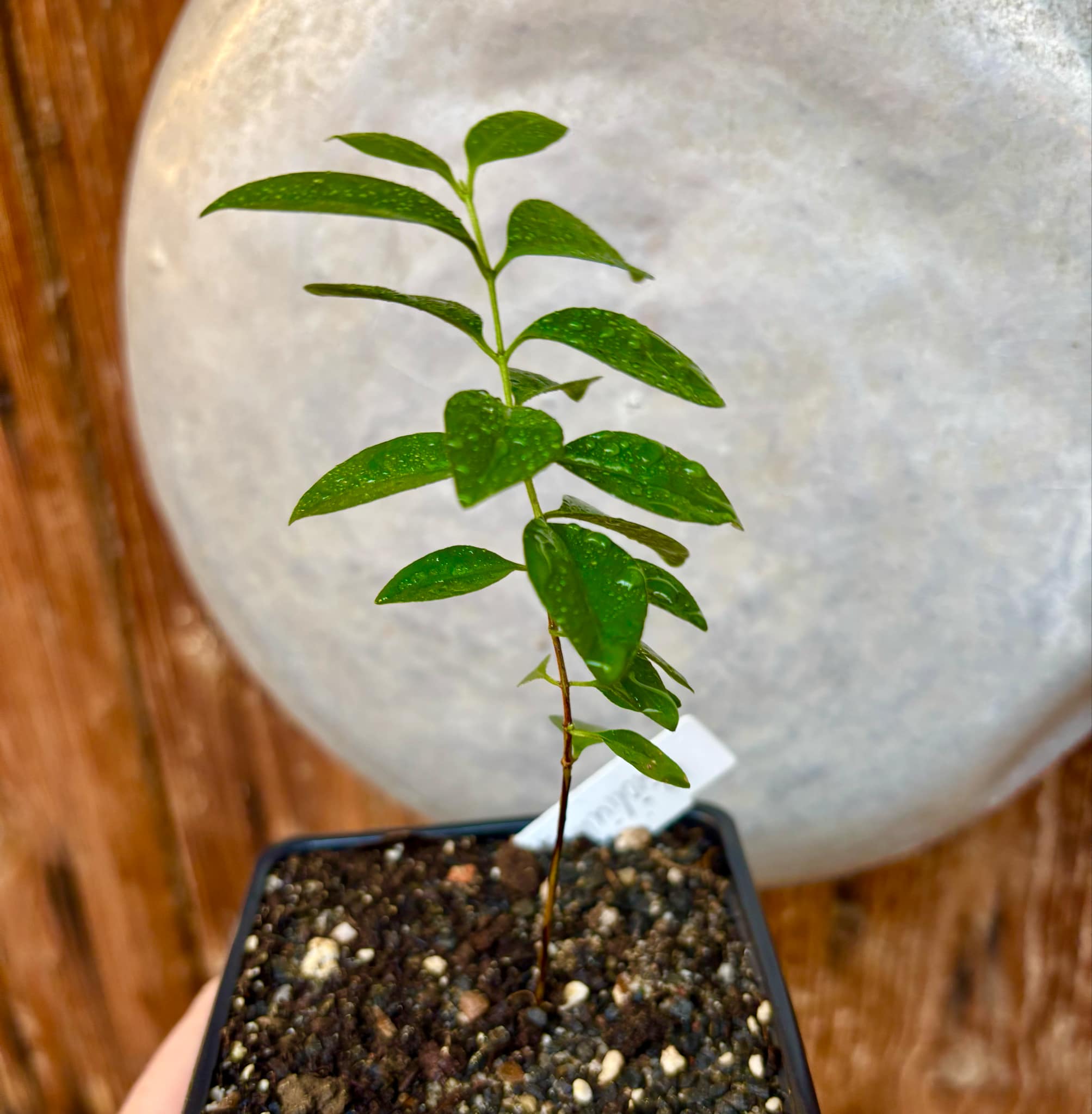 Purple Forest Guave - Psidium myrtoides  - 1 small potted seedling / 1 kleiner, getopfter Sämling