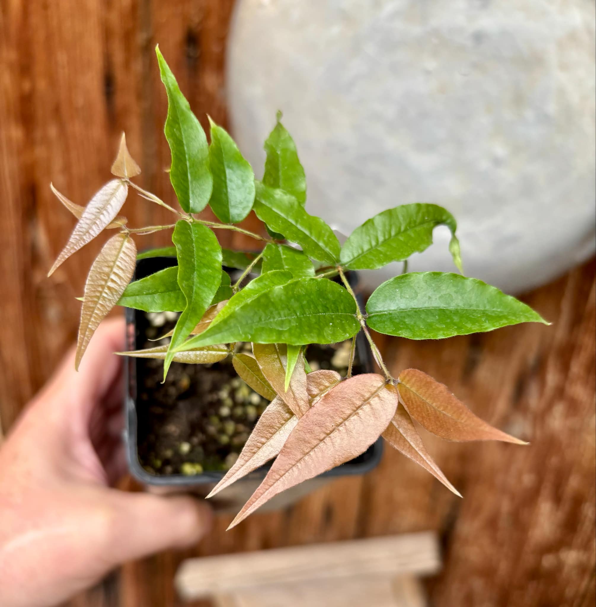 Jaboticaba - Plinia sp Rajada Cabo longo verde - 1 small potted seedling / 1 kleiner, getopfter Sämling Jaboticaba - Plinia sp Rajada Cabo longo verde - 1 small potted seedling / 1 kleiner, getopfter Sämling