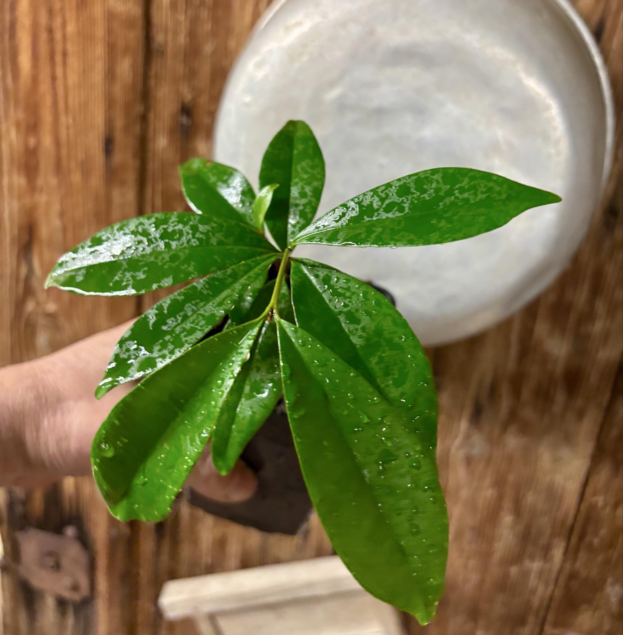 Ultra rare - Barapiroca Acu (Calycolpus legrandii) - 1 potted plant / 1 getopfte Pflanze Ultra rare - Barapiroca Acu (Calycolpus legrandii) - 1 potted plant / 1 getopfte Pflanze