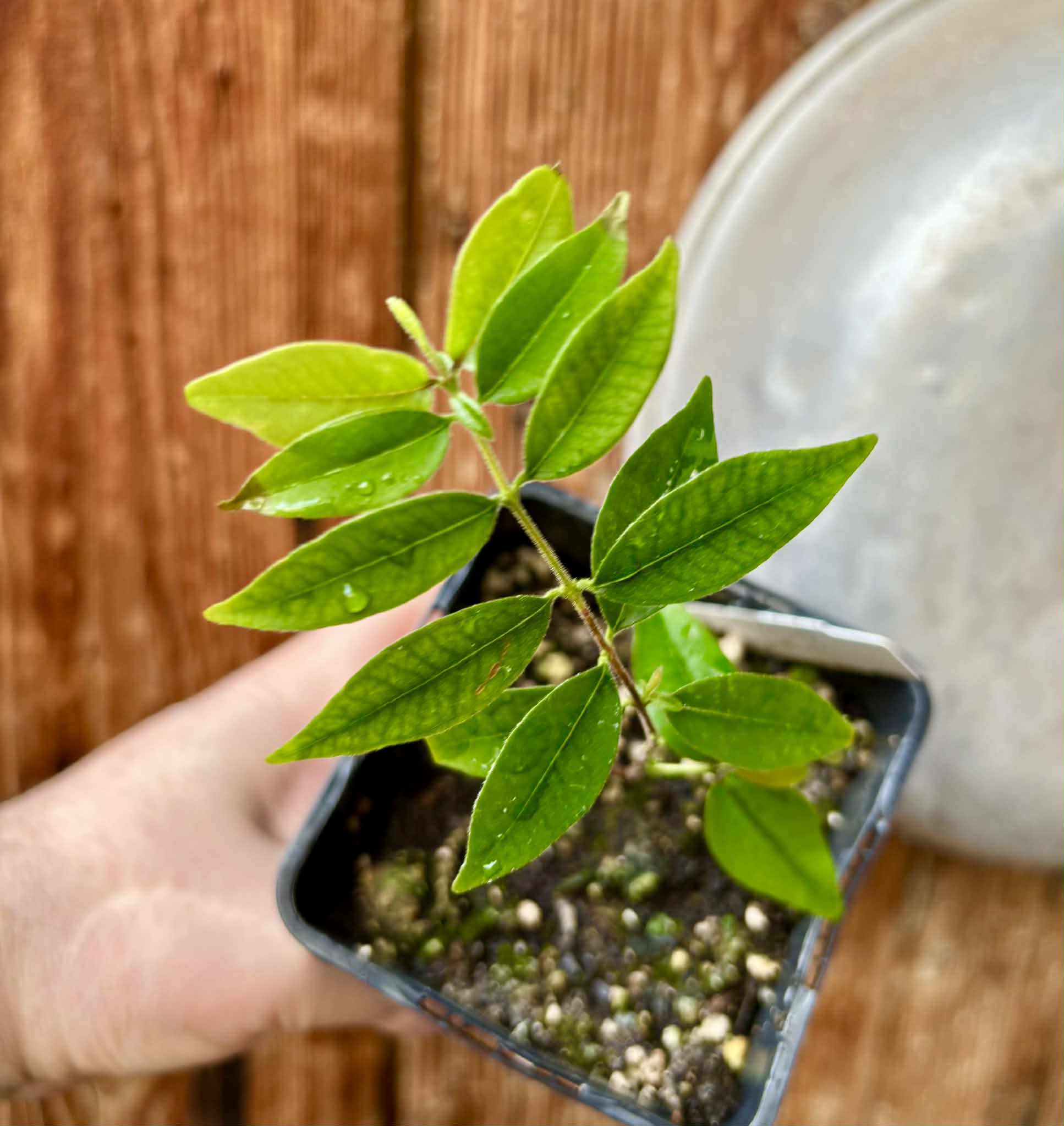 Eugenia sp Guajuba suave -  1 potted seedling / 1 getopfter Sämling