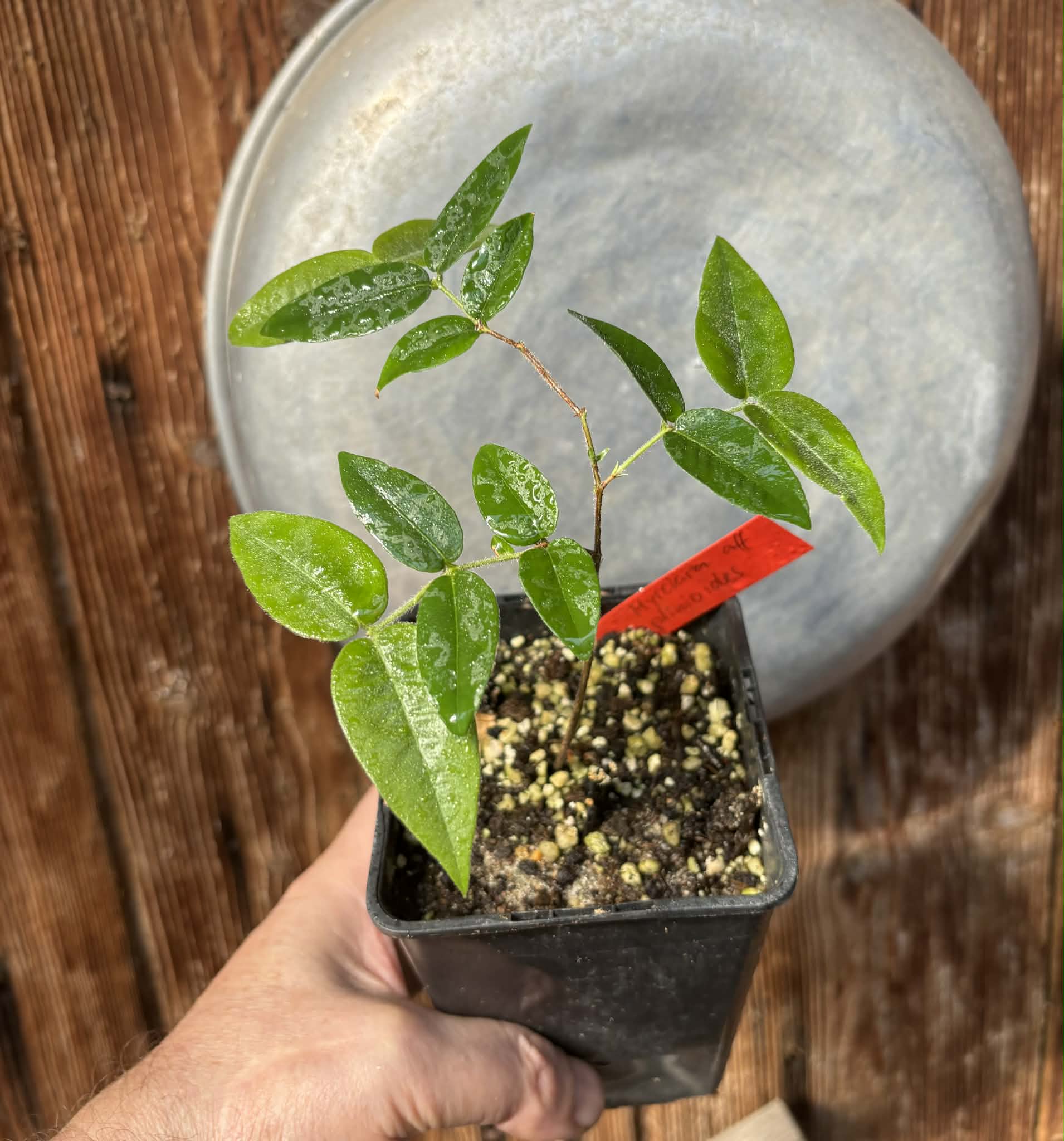 Myrciaria aff plinioides-  1 potted seedling / 1 getopfter Sämling