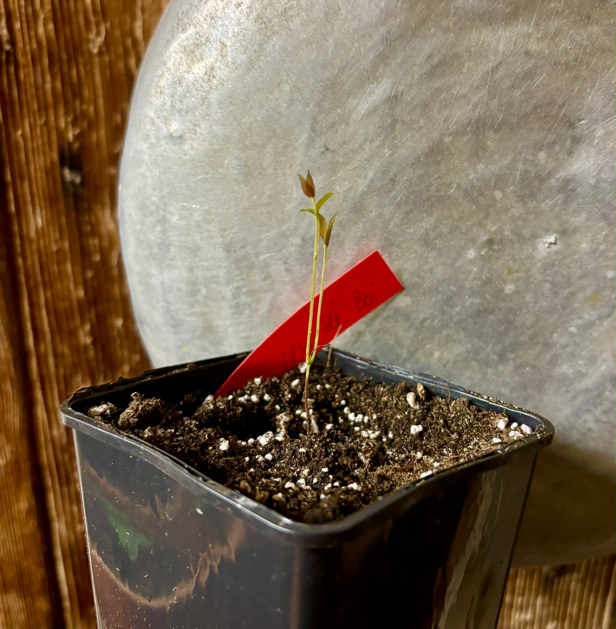Plinia coronata var. Olho de Boi Seleção - 1 potted seedling / 1 getopfter Sämling