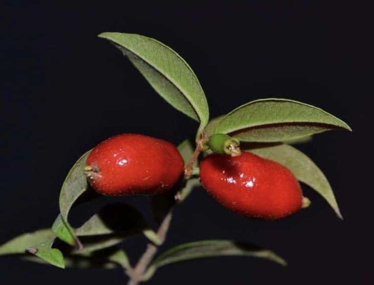Syzygium sp - Fruta do Misterio - 1 small potted seedling / 1 kleiner, getopfter Sämling