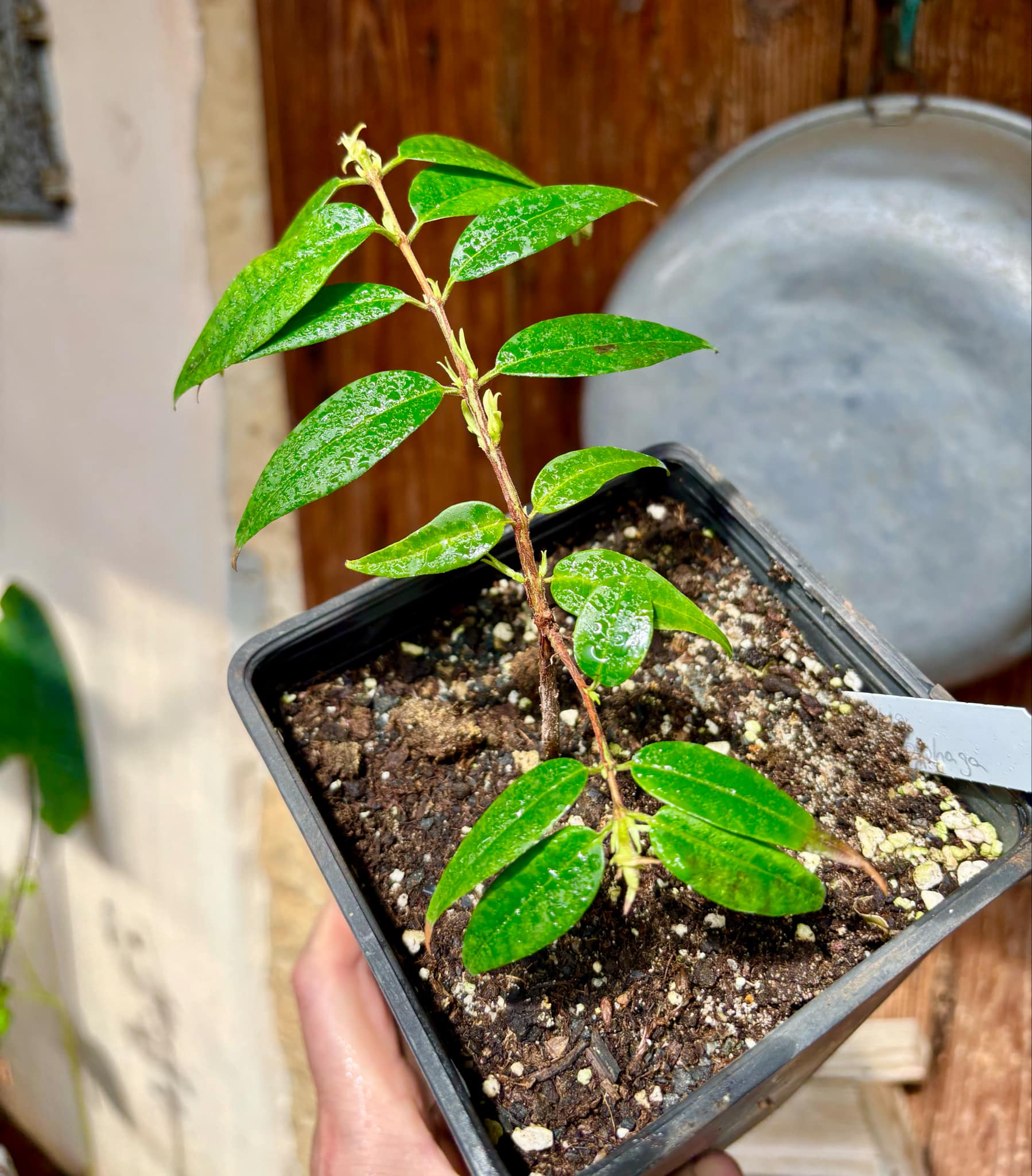 Eugenia anthropophaga - 1 potted plant / 1 getopfte Pflanze