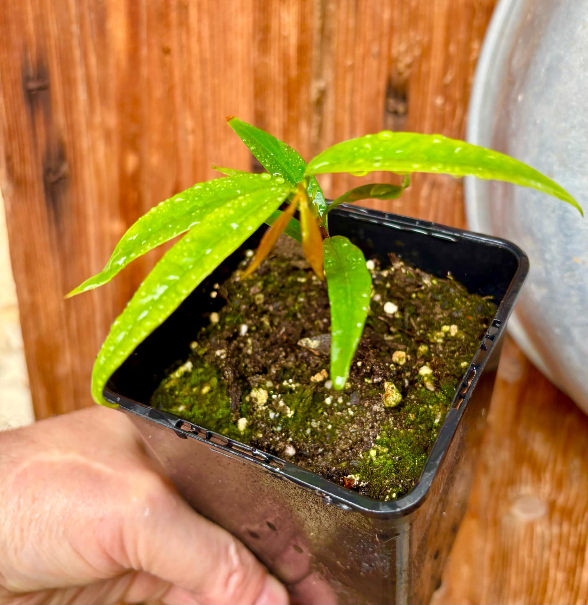 Marliera sp Cheirosa -  1 potted plant / 1 getopfte Pflanze