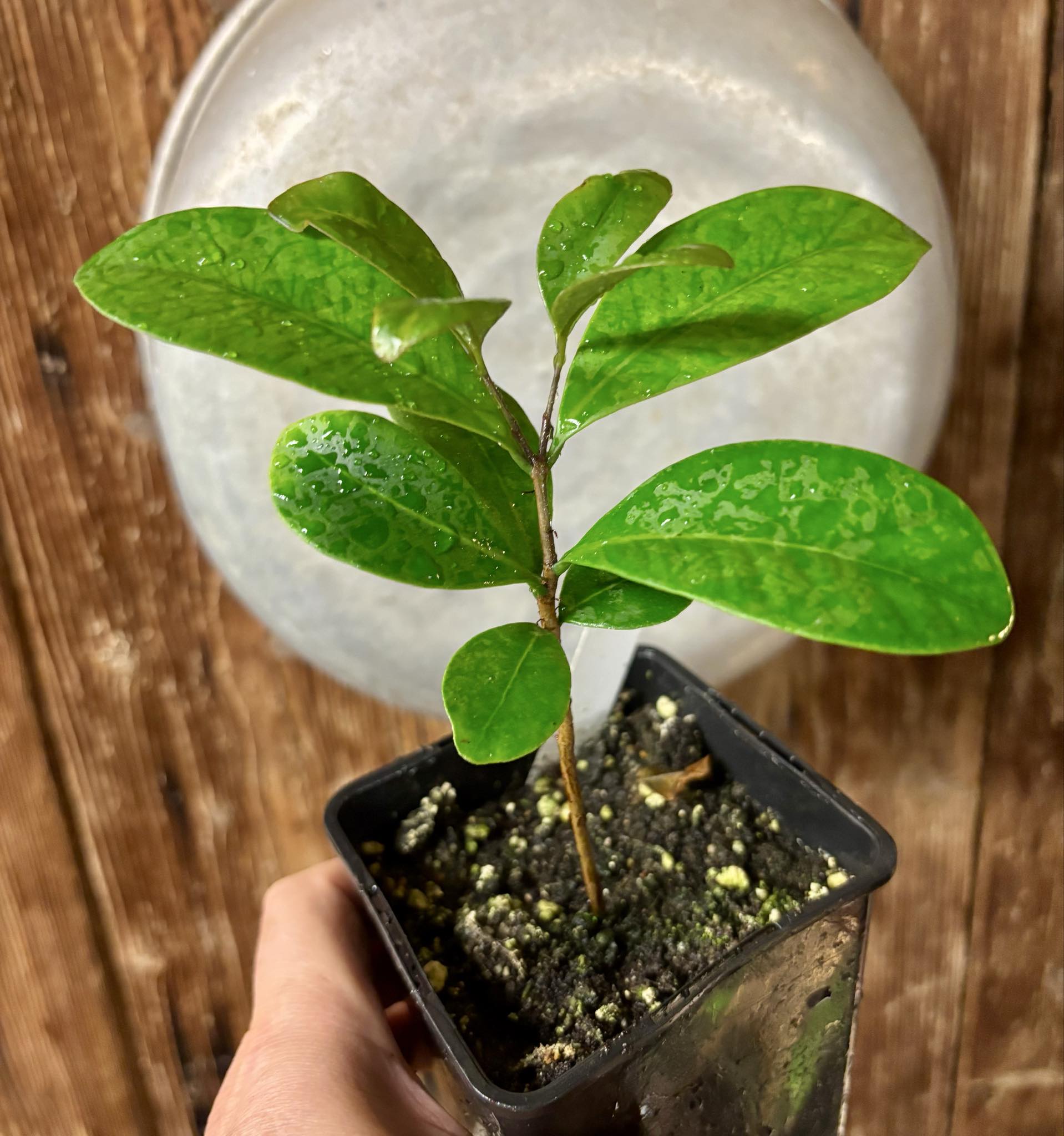 Myrcia sp Jequitinhonha - 1 potted seedling / 1 getopfter Sämling Myrcia sp Jequitinhonha - 1 potted seedling / 1 getopfter Sämling