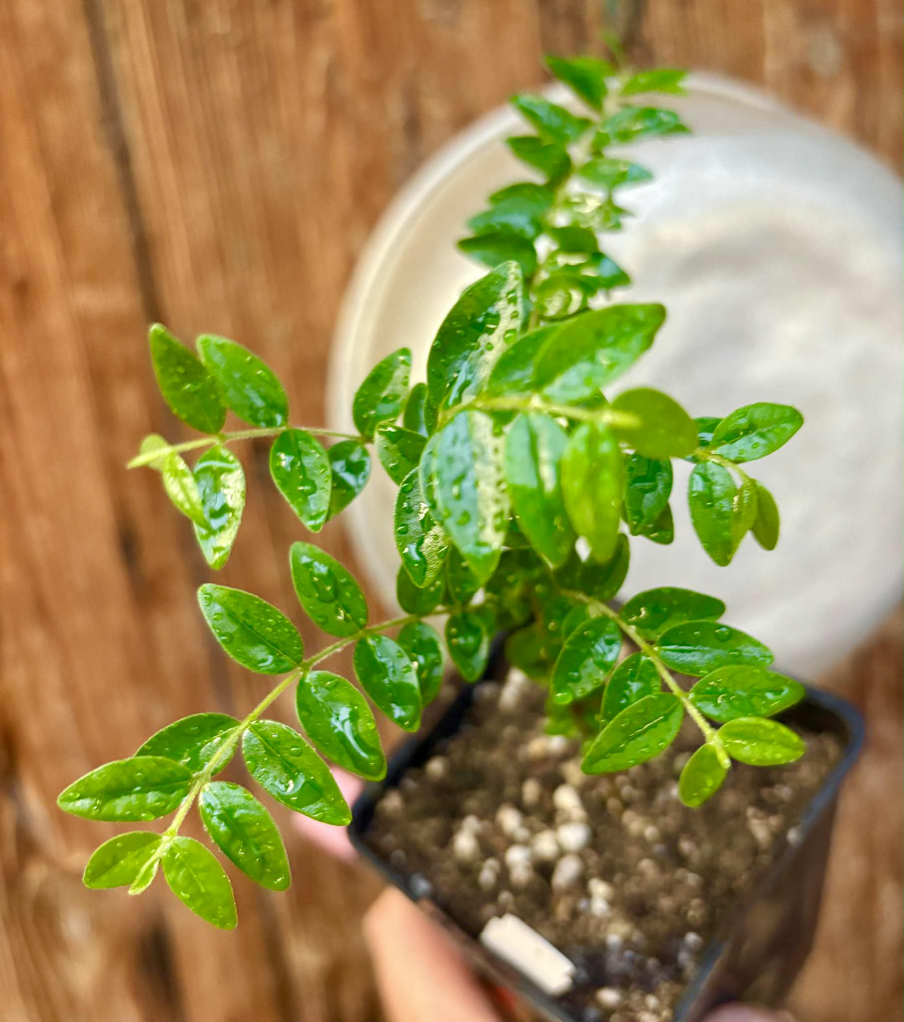 Myrciaria sp Pastora - 1 potted seedling / 1 getopfter Sämling