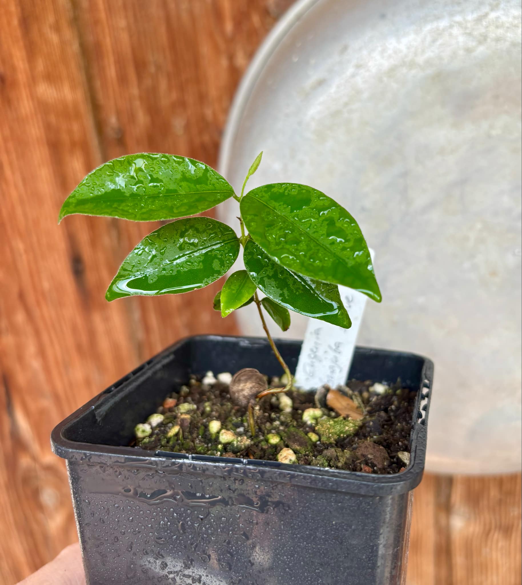 Eugenia sp Guajuba suave -  1 small potted seedling / 1 kleiner, getopfter Sämling