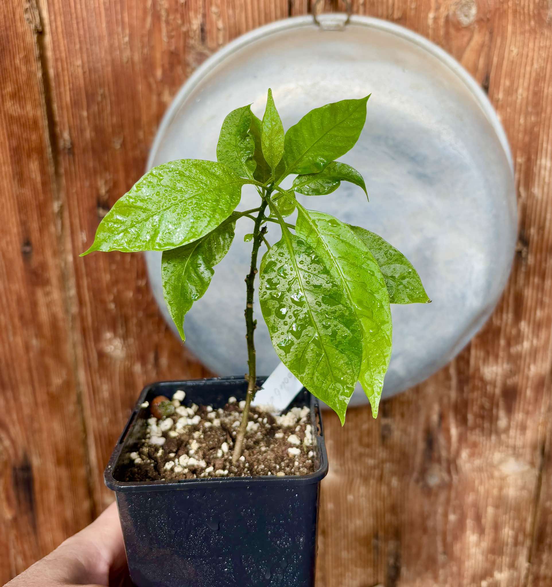 Moonberry - Solanum alternatopinnatum - 1 potted plant / 1 getopfte Pflanze