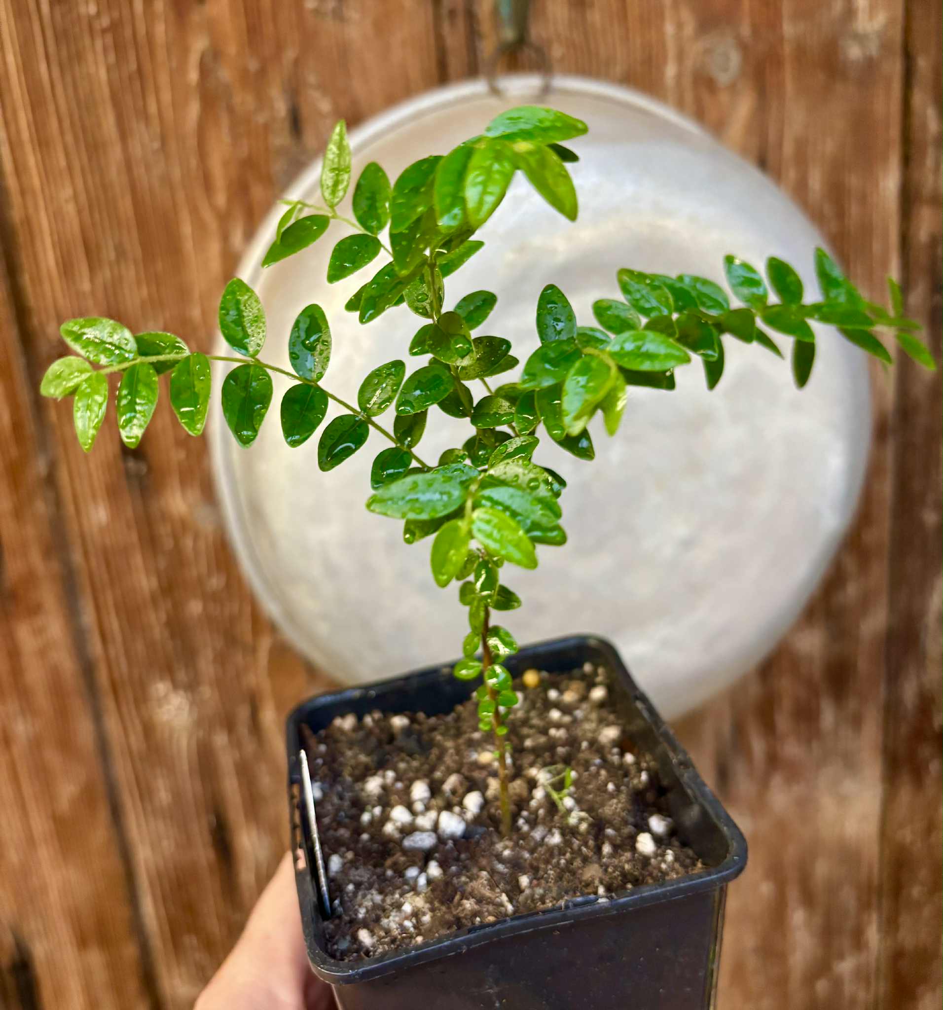 Myrciaria sp Pastora - 1 potted seedling / 1 getopfter Sämling Myrciaria sp Pastora - 1 potted seedling / 1 getopfter Sämling