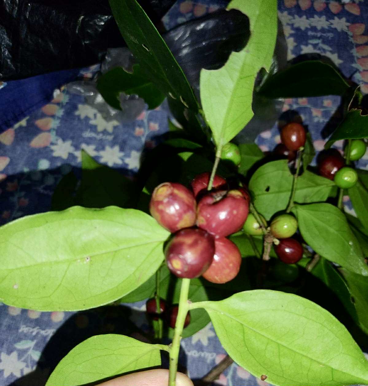 Dulacia sp. Cafe doce  -  1 germinated seed / 1 gekeimter Samen