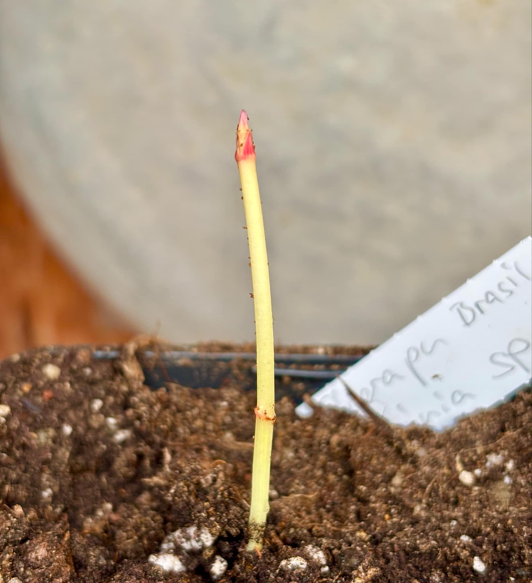 Cherapú Brasileiro - Garcinia sp. - 1 just potted seedling / 1 frisch, getopfter Sämling Cherapú Brasileiro - Garcinia sp. - 1 just potted seedling / 1 frisch, getopfter Sämling