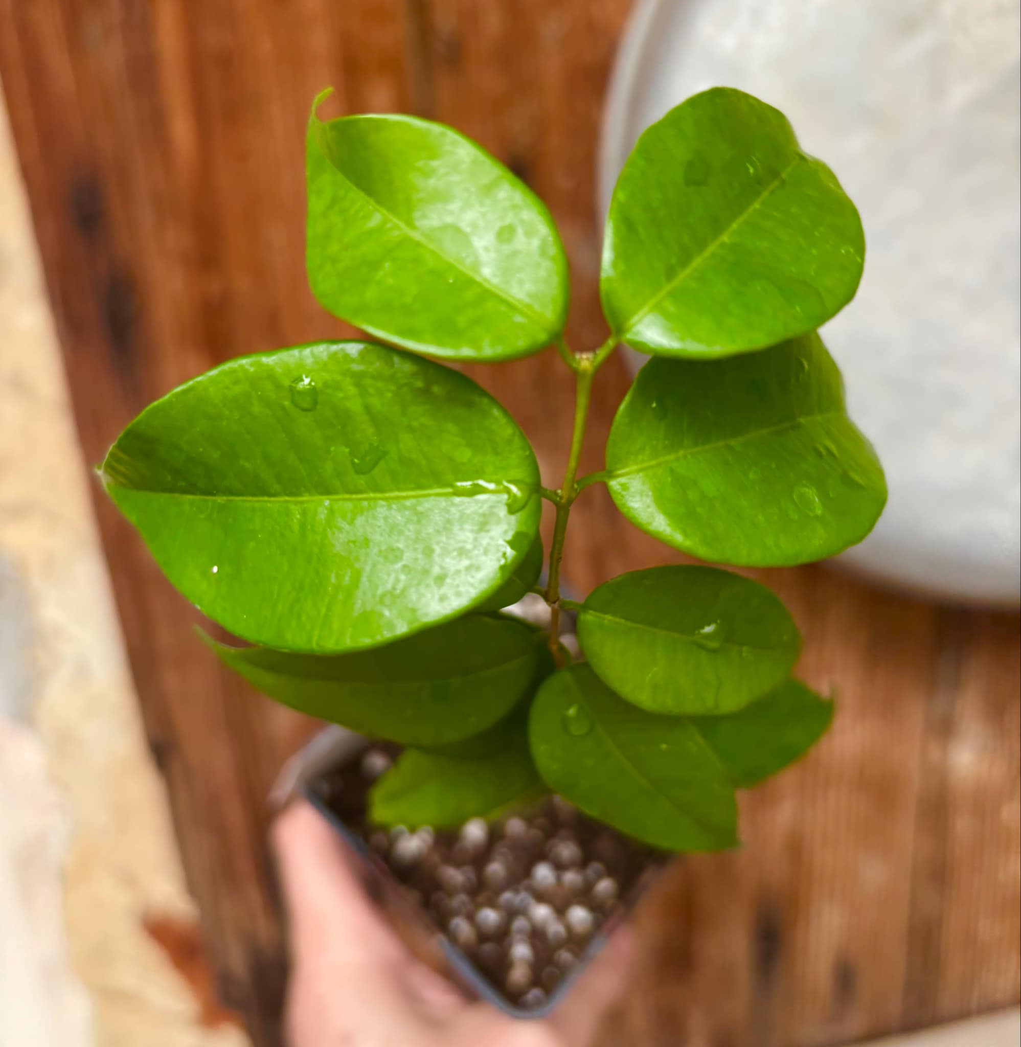 over 2 years old - Plinia rivularis - 1 potted plant / 1 getopfte Pflanze