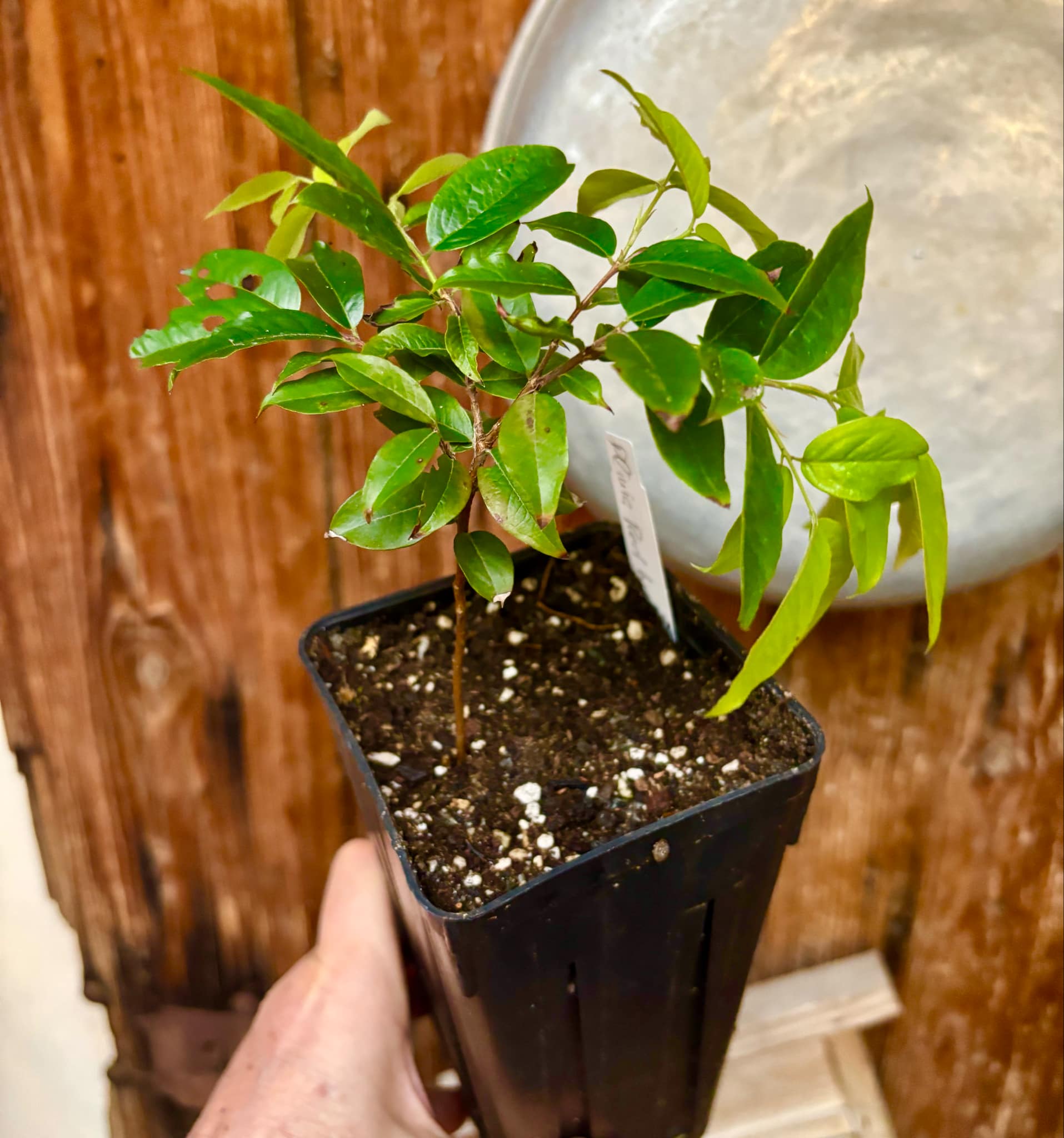Red Hybrid Jaboticaba (Plinia cauliflora x aureana) - 1 potted plant / 1 getopfte Pflanze
