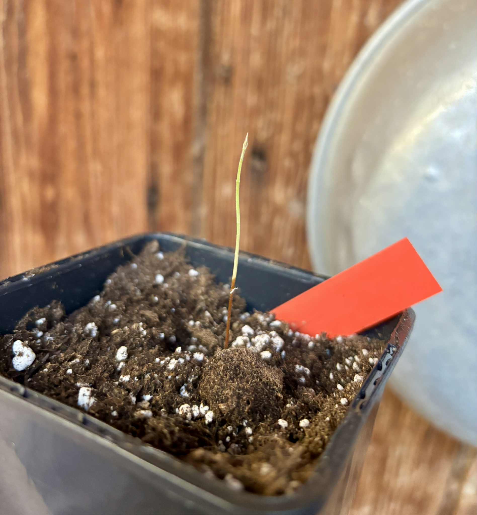 Plinia sp. de Talo - 1 potted seedling / 1 getopfter Sämling