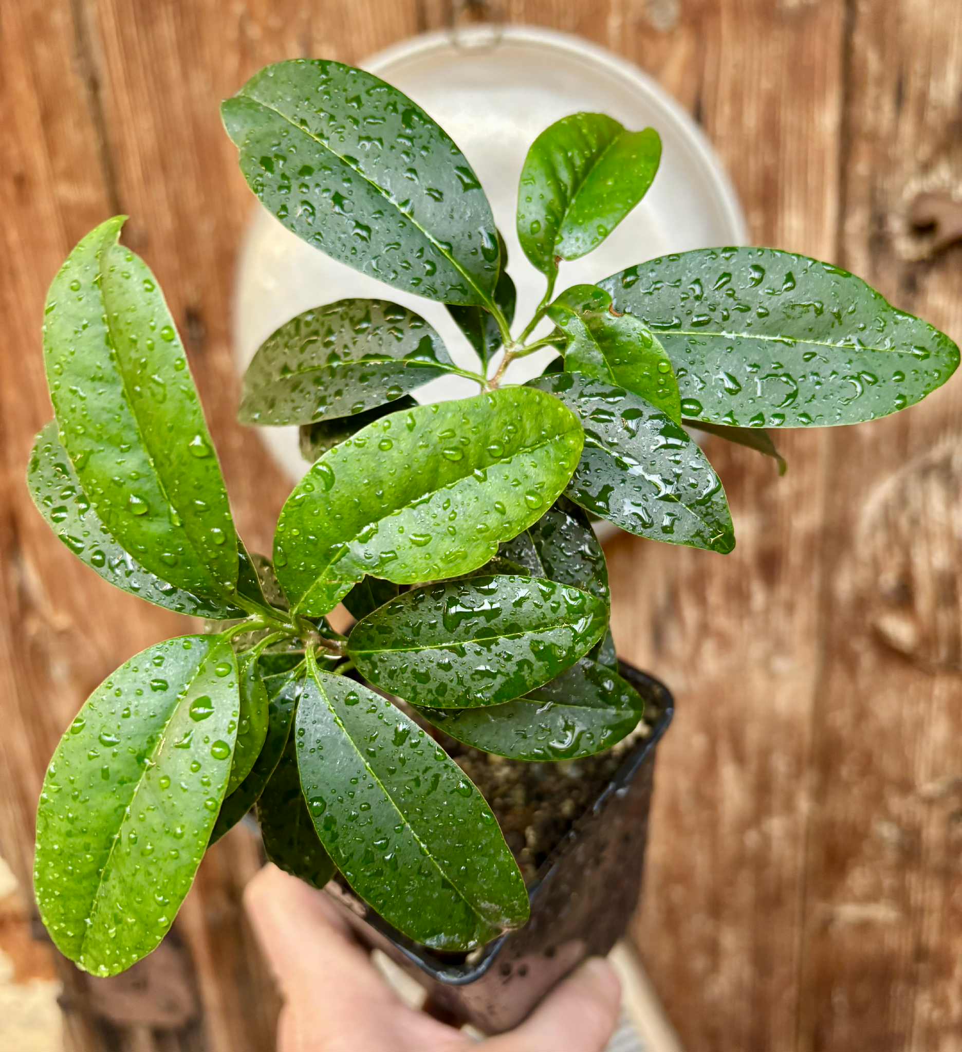 Eugenia dichroma - Pitanga Fanta - 1 potted seedling / 1 getopfter Sämling
