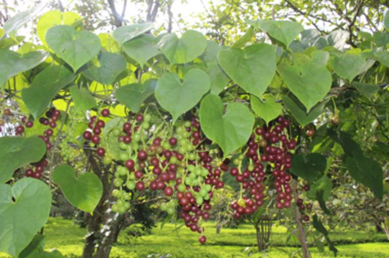 Uva do Mato Escarlate (Disciphania ernstii) -  1 fresh potted seedling / 1 frisch getopfter Sämling