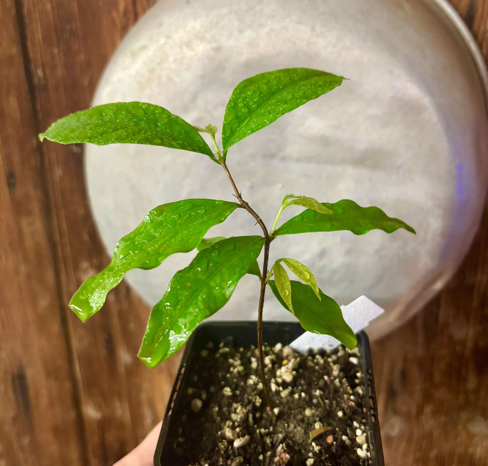 Ruby do Amazonas (Eugenia patrisii) Nr. 3 - 1 potted seedling / 1 getopfter Sämling Kopie