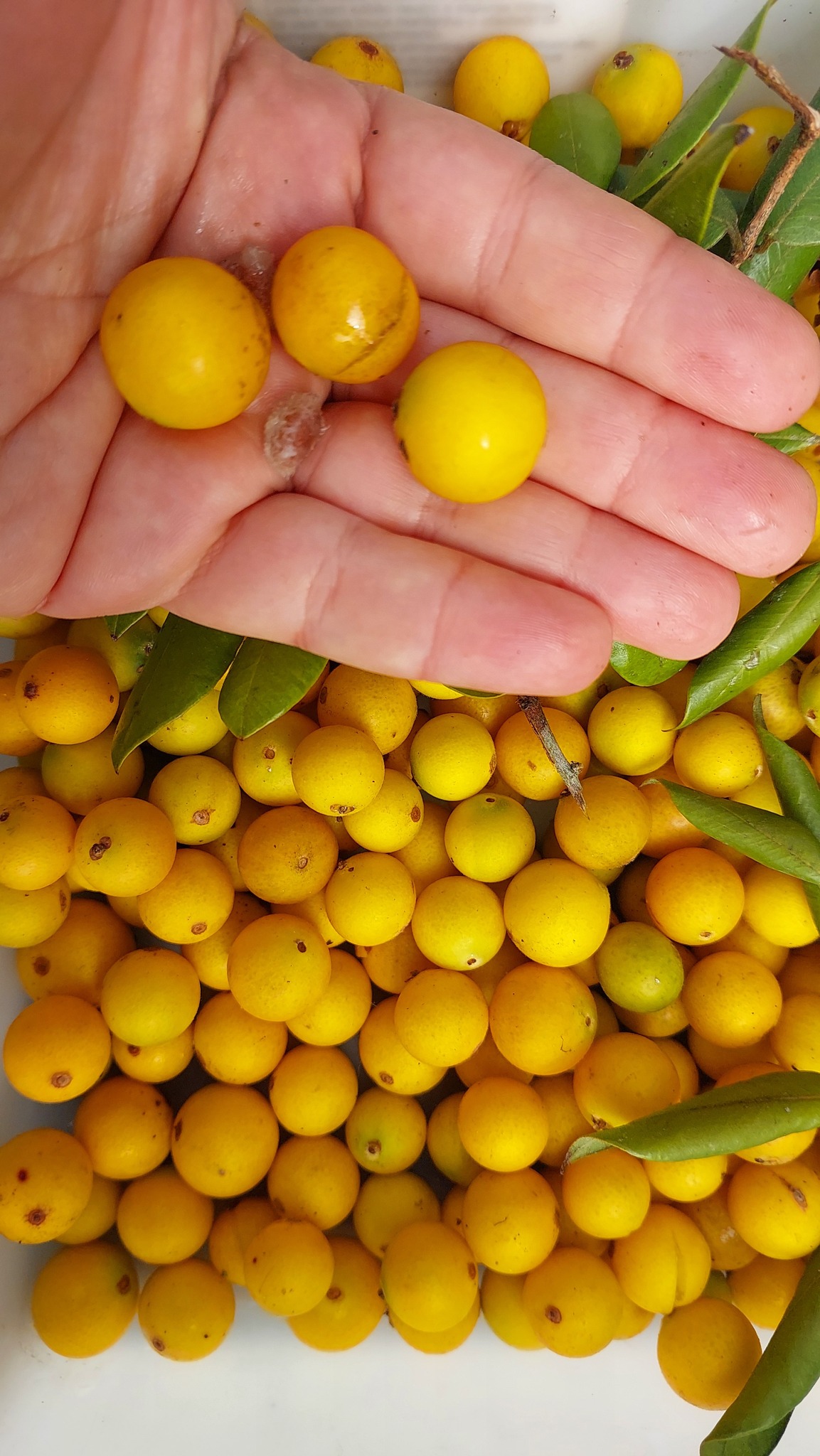 Pre Order - Myrciaria guaquiea - 1 fresh seed / 1 frischer Samen