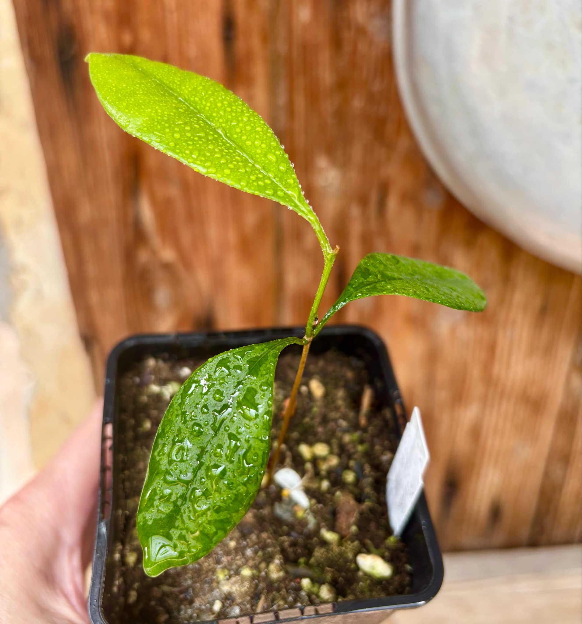 Pouteria cuspidata - 1 small potted seedling / 1 kleiner, getopfter Sämling Pouteria cuspidata - 1 small potted seedling / 1 kleiner, getopfter Sämling