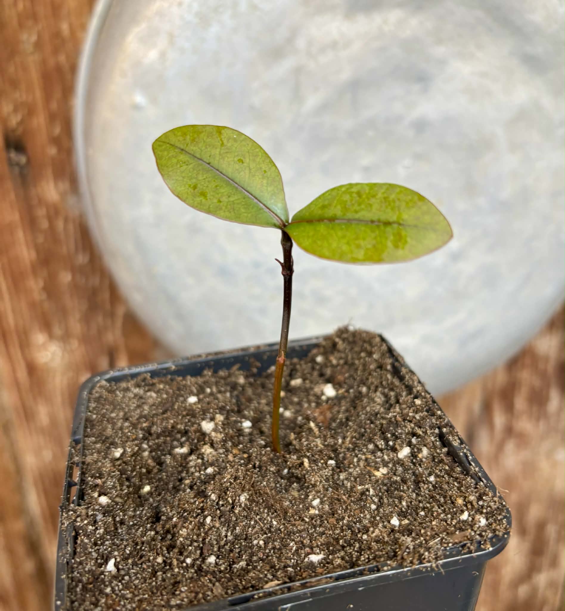 Bacupari (Garcinia brasiliensis) -  1 potted seedling / 1 getopfter Sämling