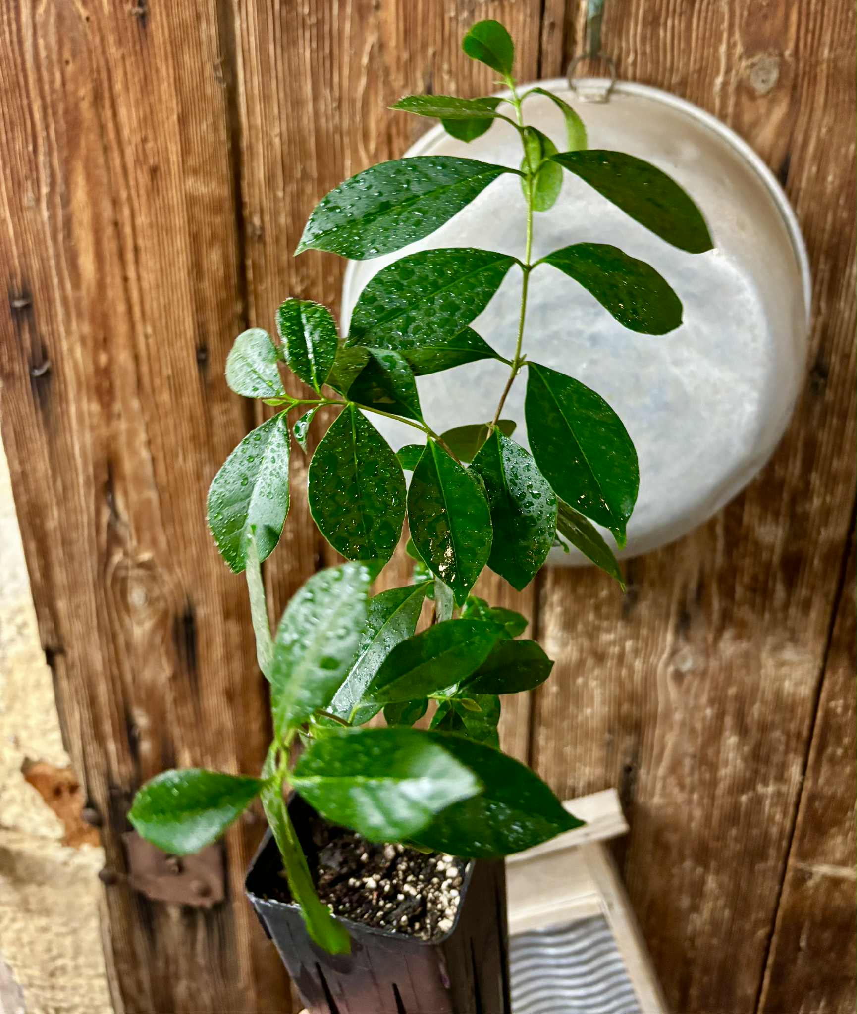 Psidium cattleyanum - Strawberry Guava  - 1 potted plant / 1 getopfte Pflanze