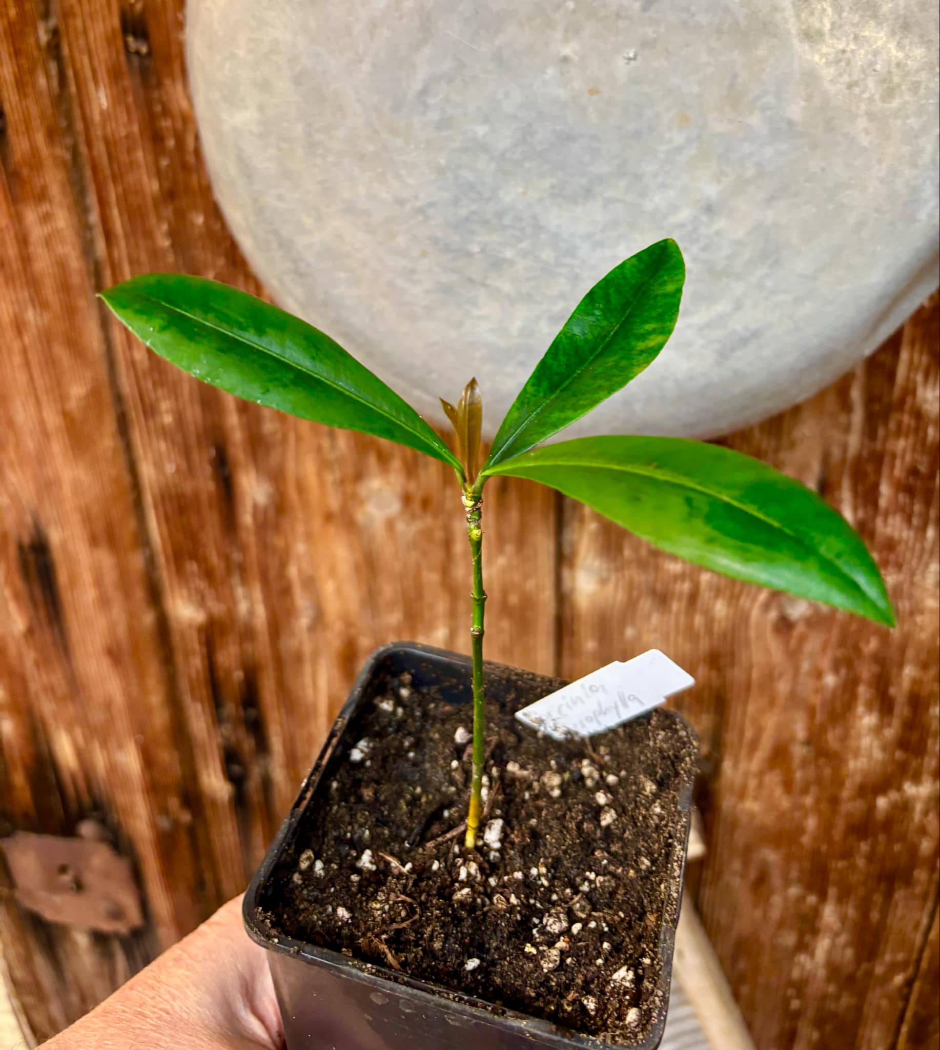 Garcinia macrophylla - 1 potted seedling / 1 getopfter Sämling