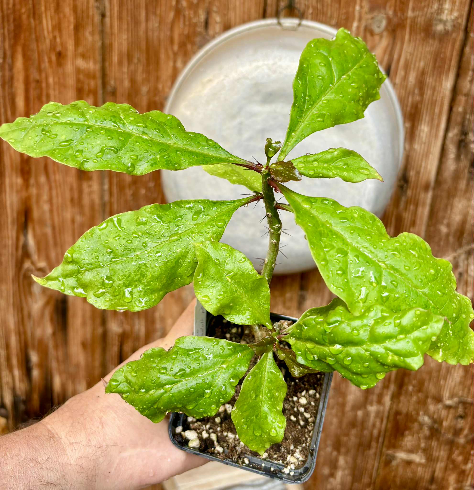 Rooted cutting - Pereskia bleo - Leuenbergeria bleo - 1 potted plant / 1 getopfte Pflanze