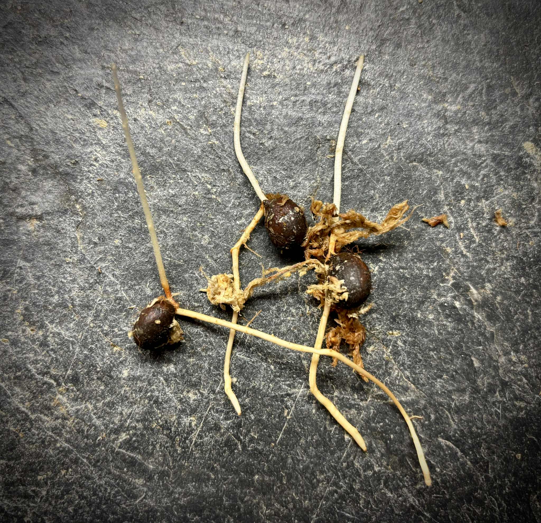 Eugenia punicifolia - 1 germinated seed / 1 gekeimter Samen