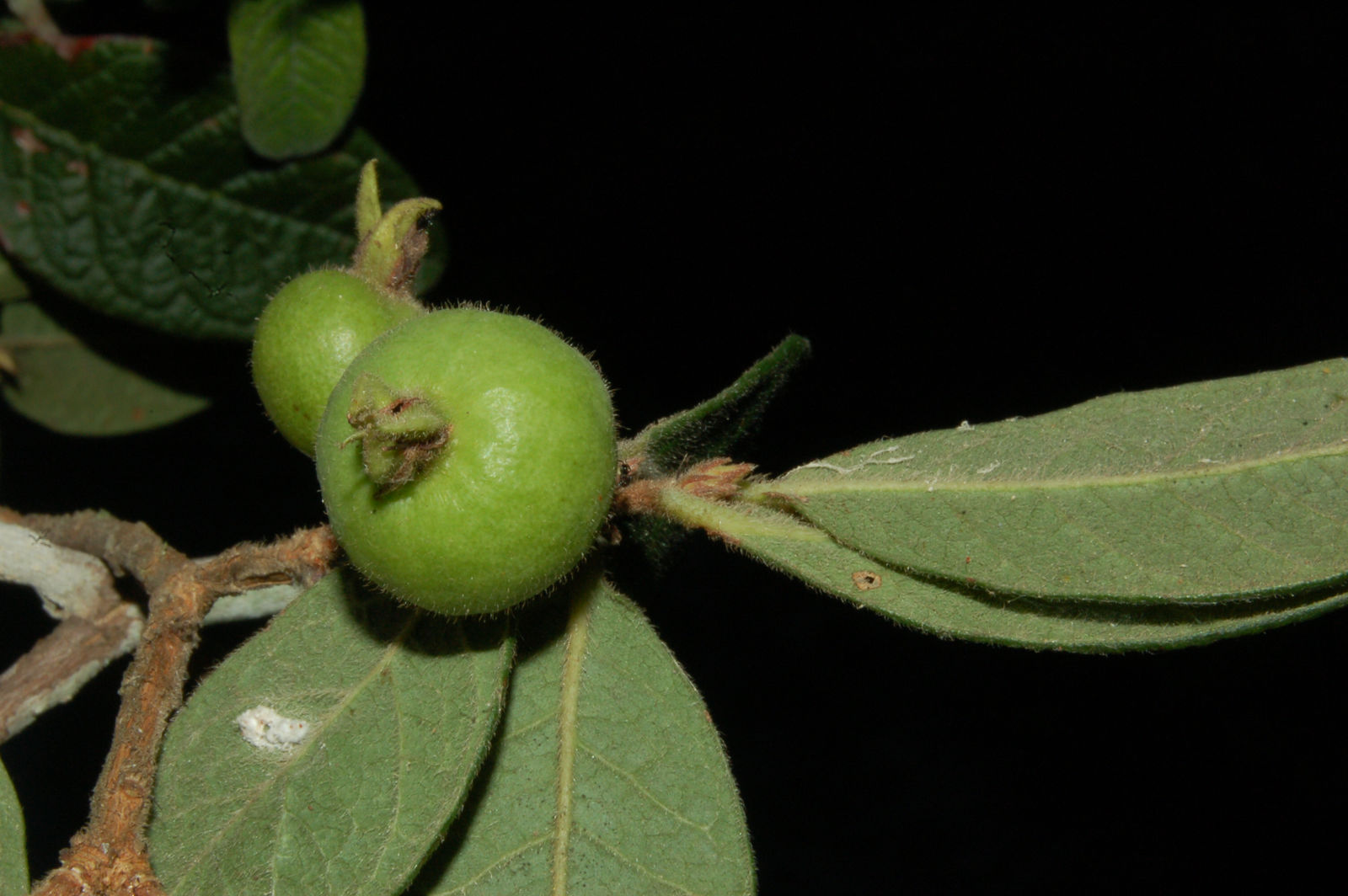 Psidium appendiculatum - 1 fresh seed / 1 frischer Samen