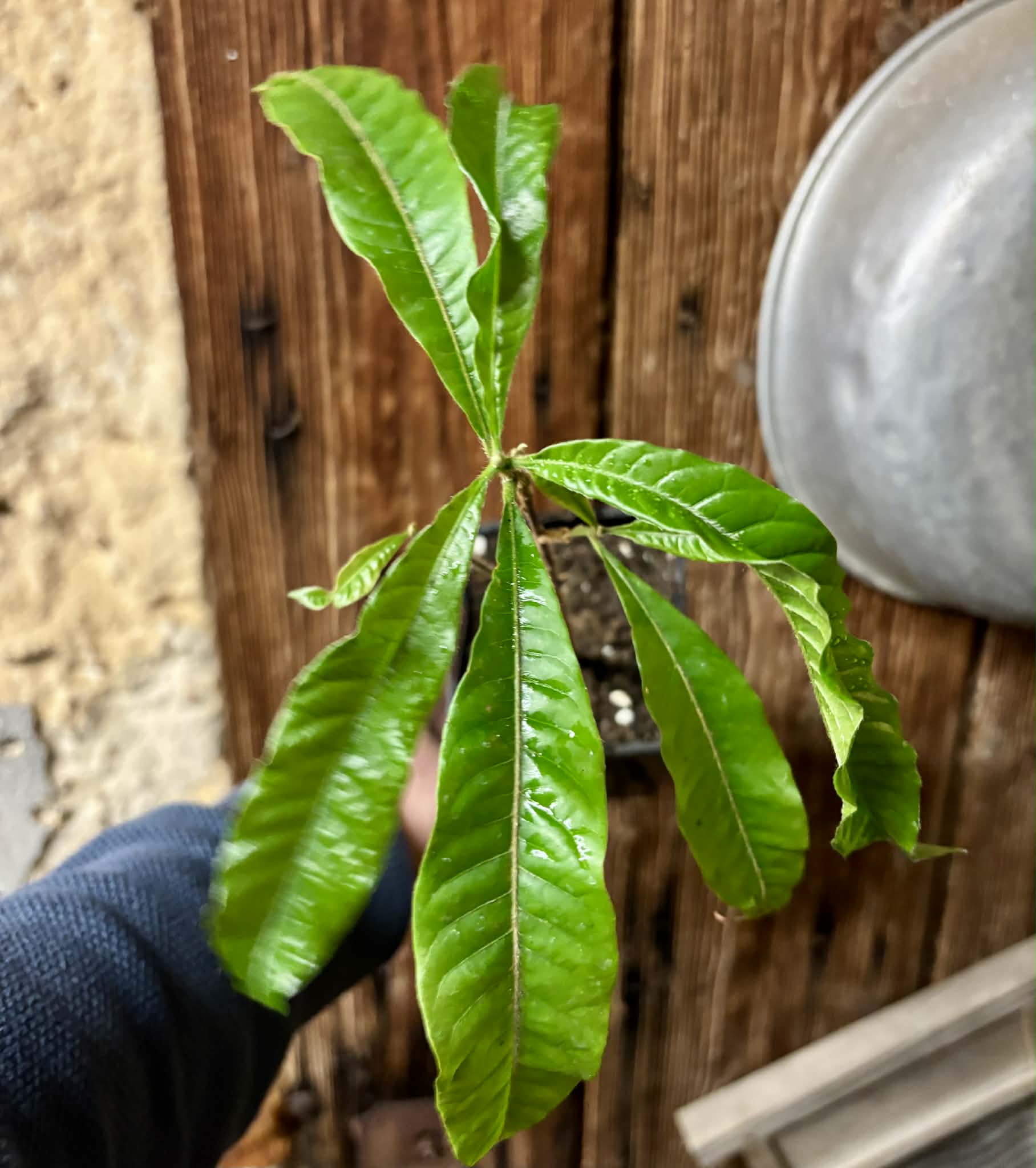 Abiu (Pouteria caimito) - 1 potted plant / 1 getopfte Pflanze