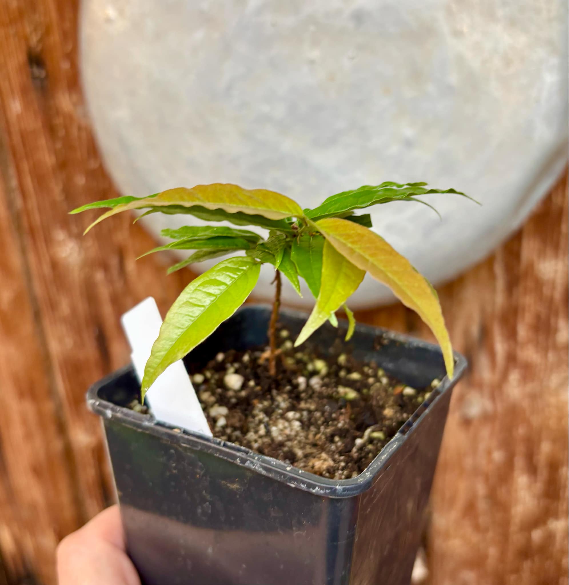Plinia spiritosantensis var. Mucuri Velvet - 1 potted plant/ 1 getopfte Pflanze