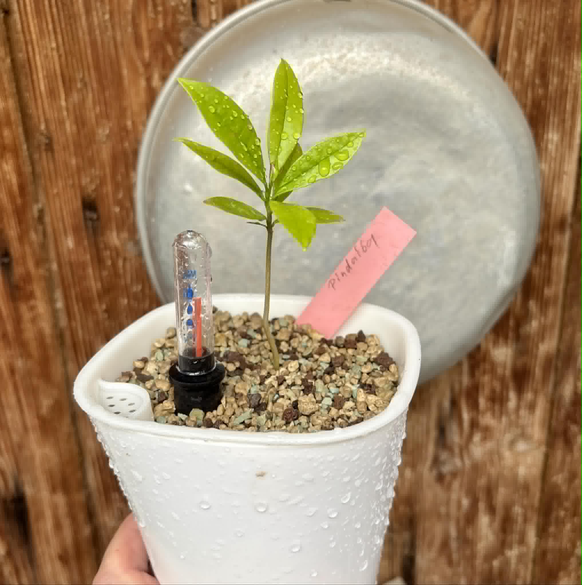 Duguetia lanceolata - Pindaiba - 1 potted seedling / 1 getopfter Sämling