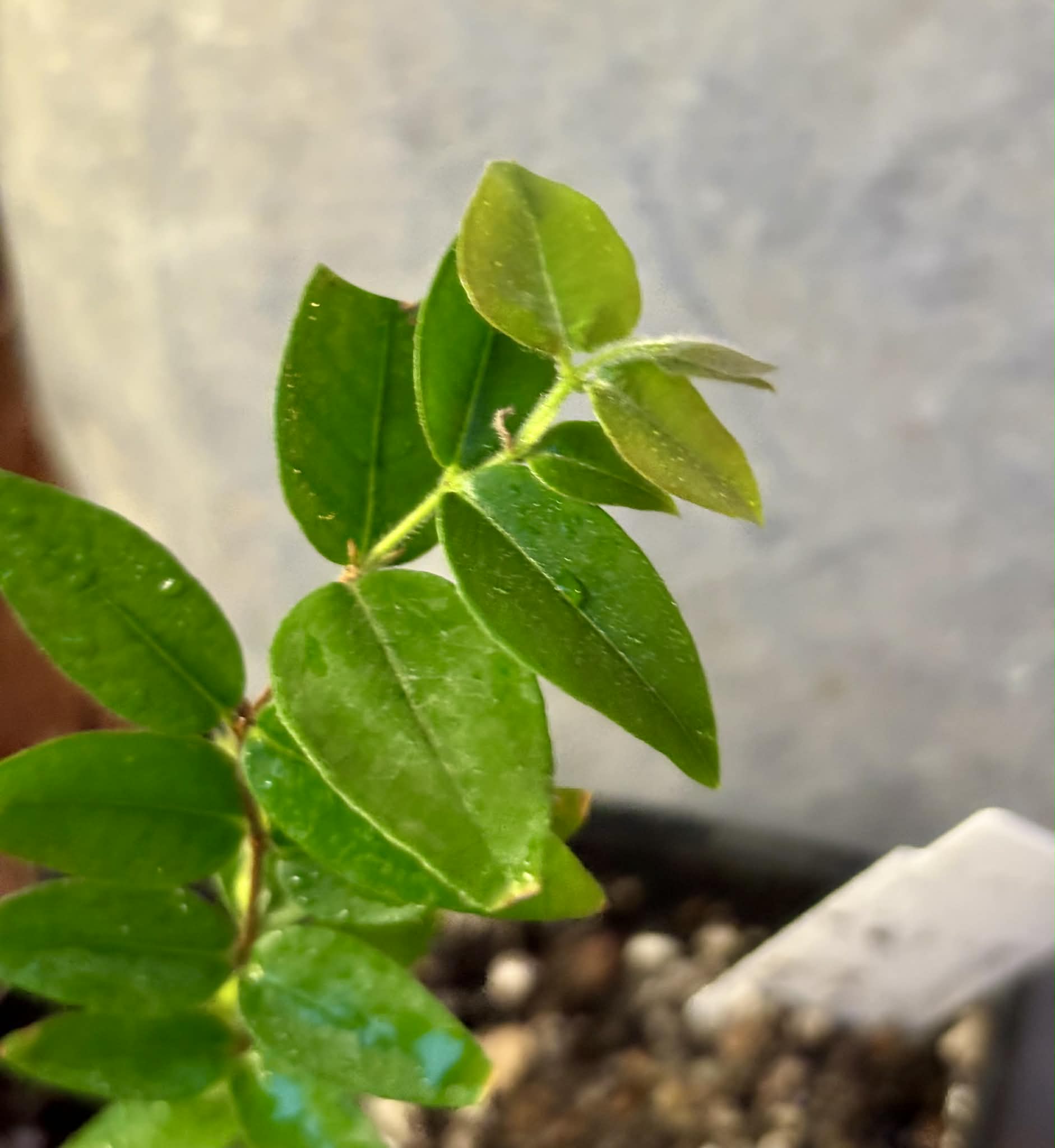 Myrciaria sp Cabeludinha preta (Blue Glomerata) - 1 small pottet seedling / 1 kleiner, getopfter Sämling