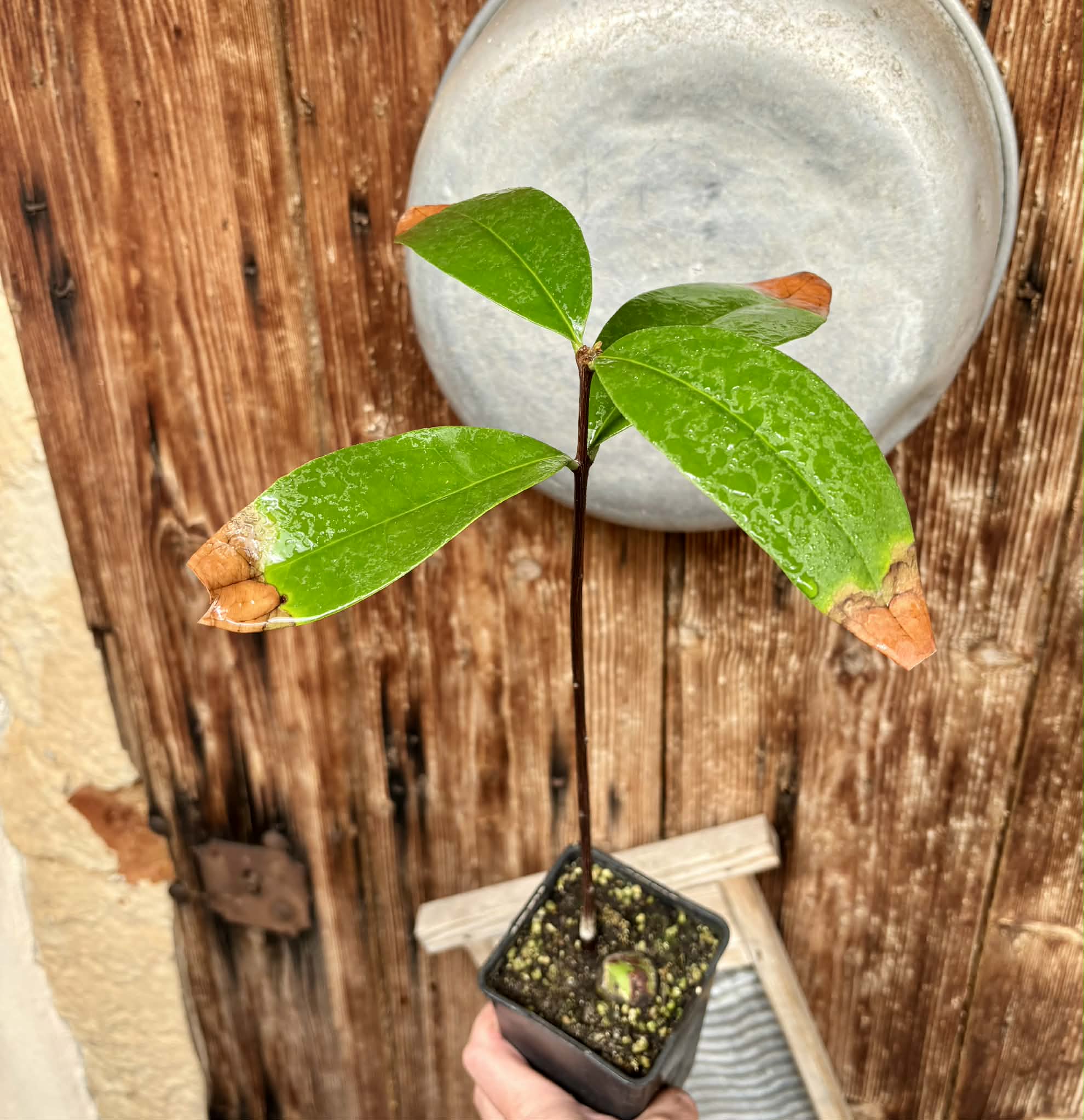 Eugenia sp BIG Eugenao Bolao -  1 potted plant / 1 getopfte Pflanze 