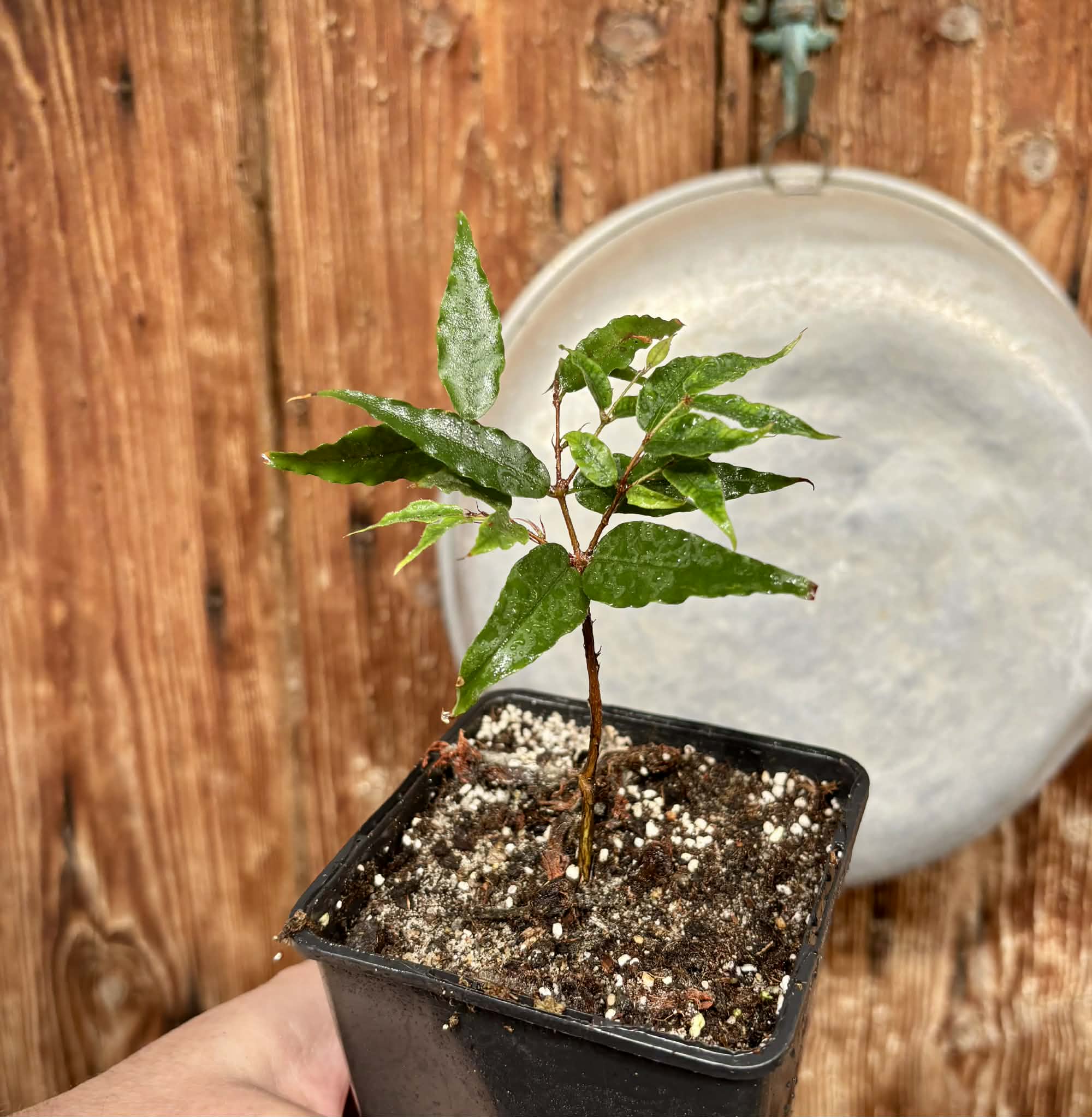 Plinia spiritosantensis var. Mucuri Velvet - 1 potted plant/ 1 getopfte Pflanze