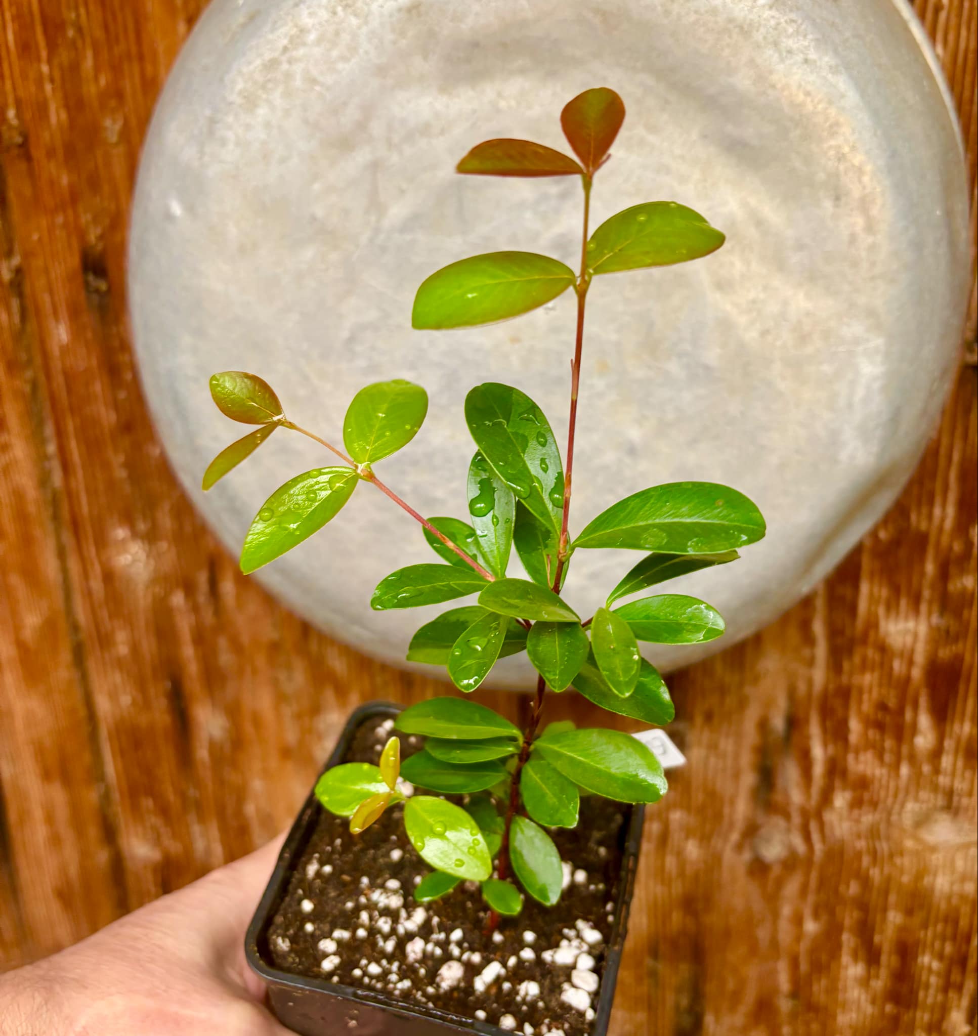 3 years old - Eugenia ligustrina var. black - 1 potted plant / 1 getopfte Pflanze