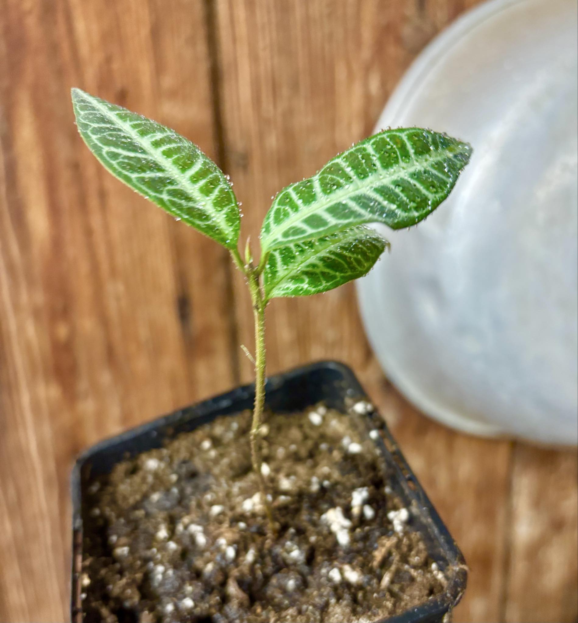 Eugenia sp Labisia -  1 potted seedling / 1 getopfter Sämling