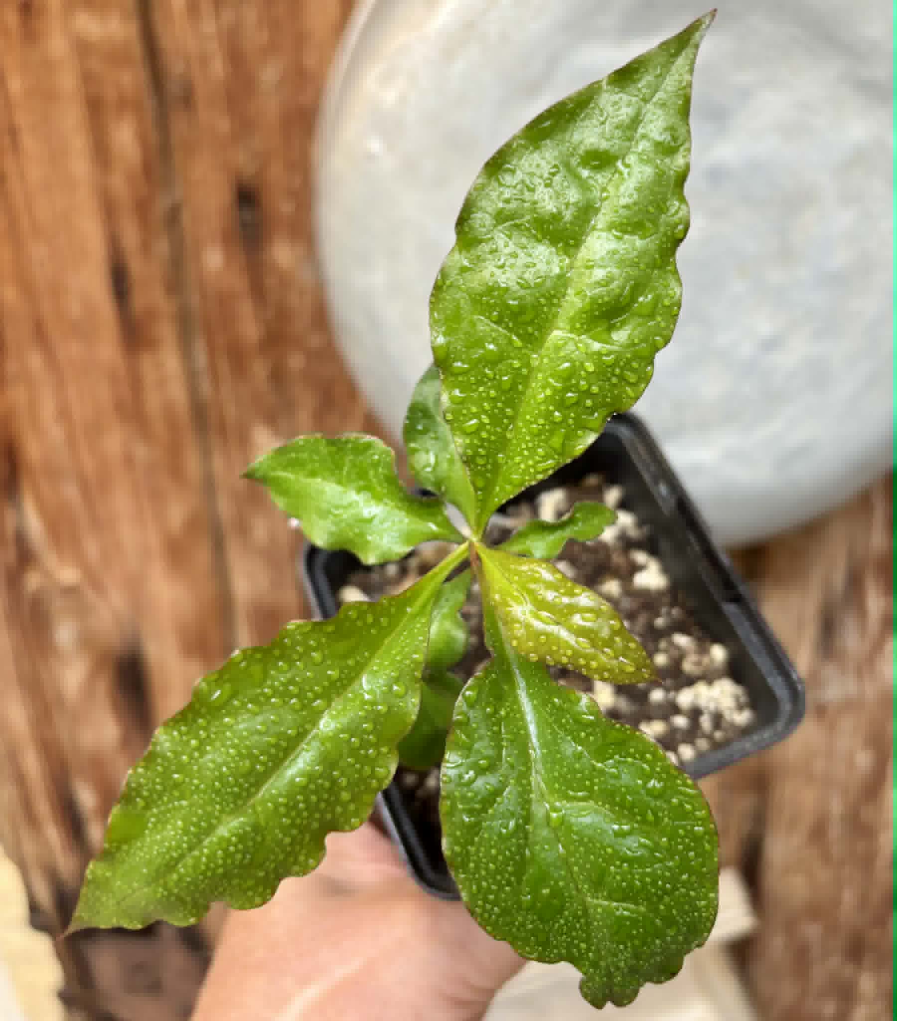 Barbados Gooseberry - Pereskia aculeata- 1 potted plant / 1 getopfte Pflanze