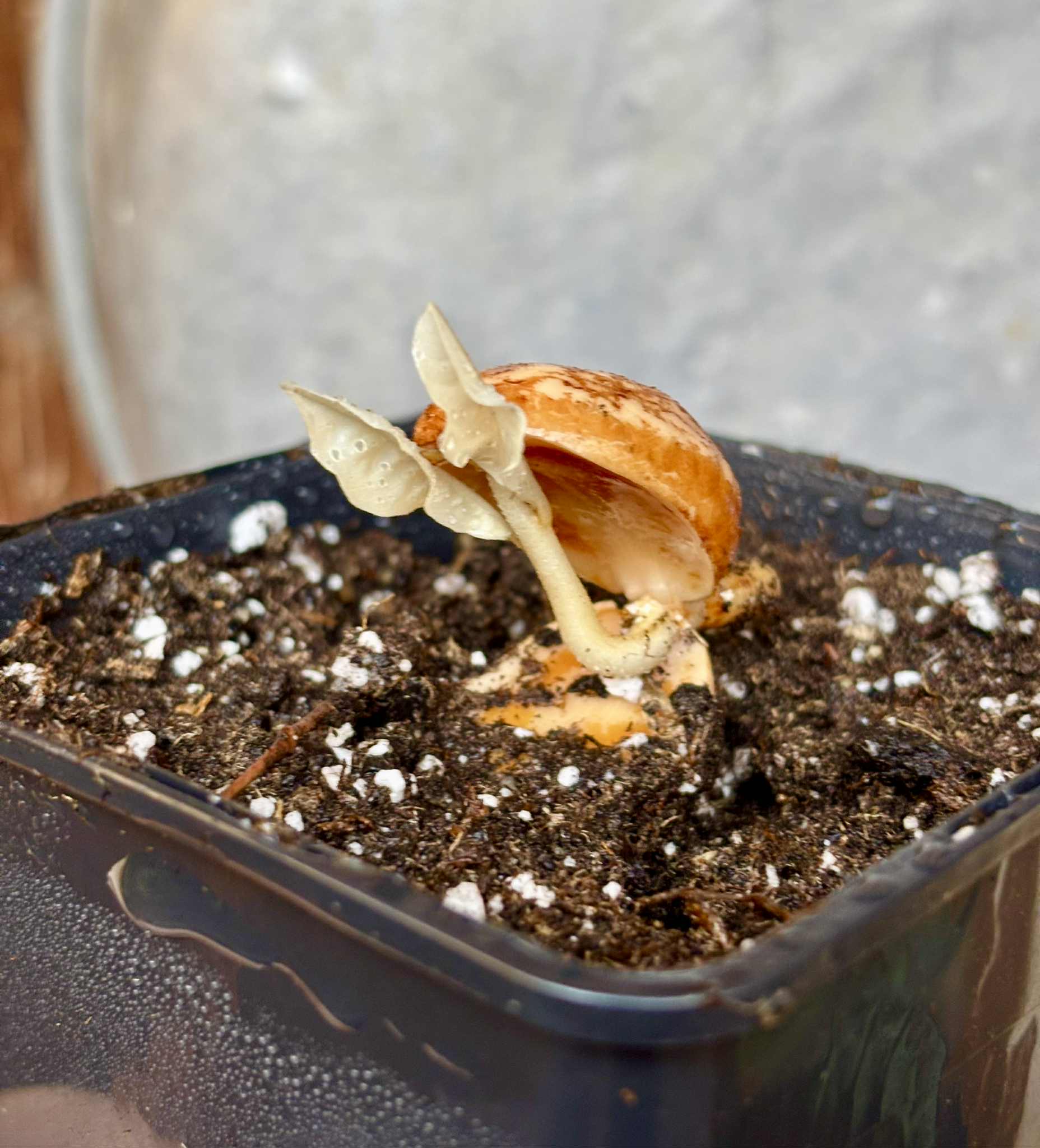 Pradosia sp Rondonia - 1 potted seedling / 1 getopfter Sämling