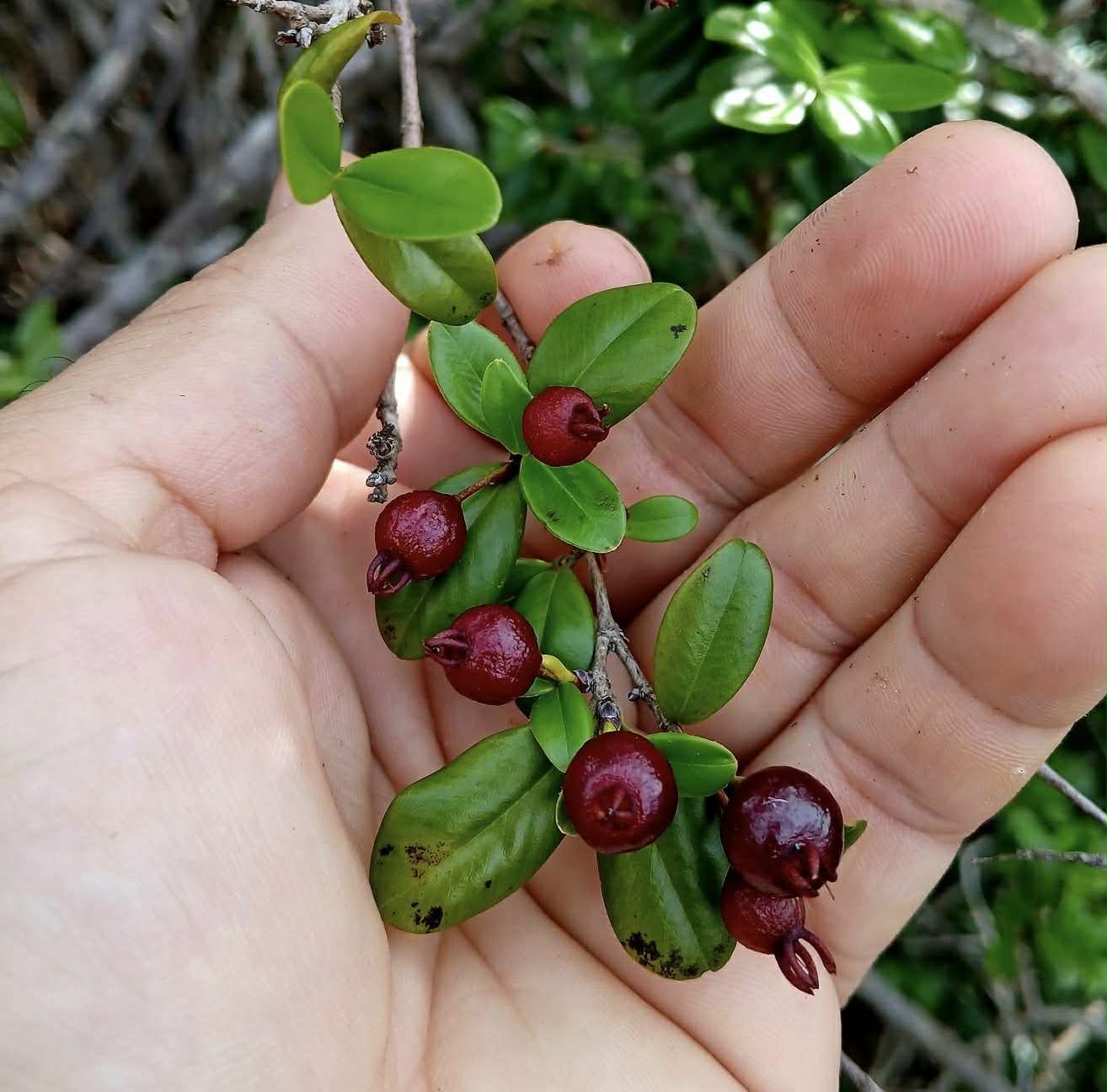 Eugenia ligustrina - 1 fresh seed / 1 frischer Samen