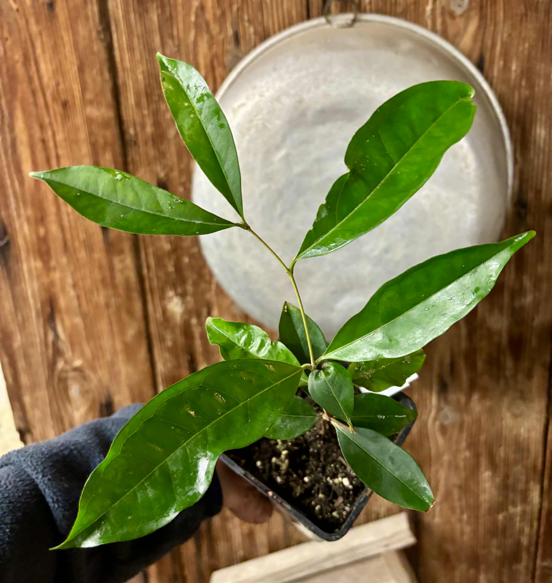 Eugenia florida - 1 potted plant / 1 getopfte Pflanze