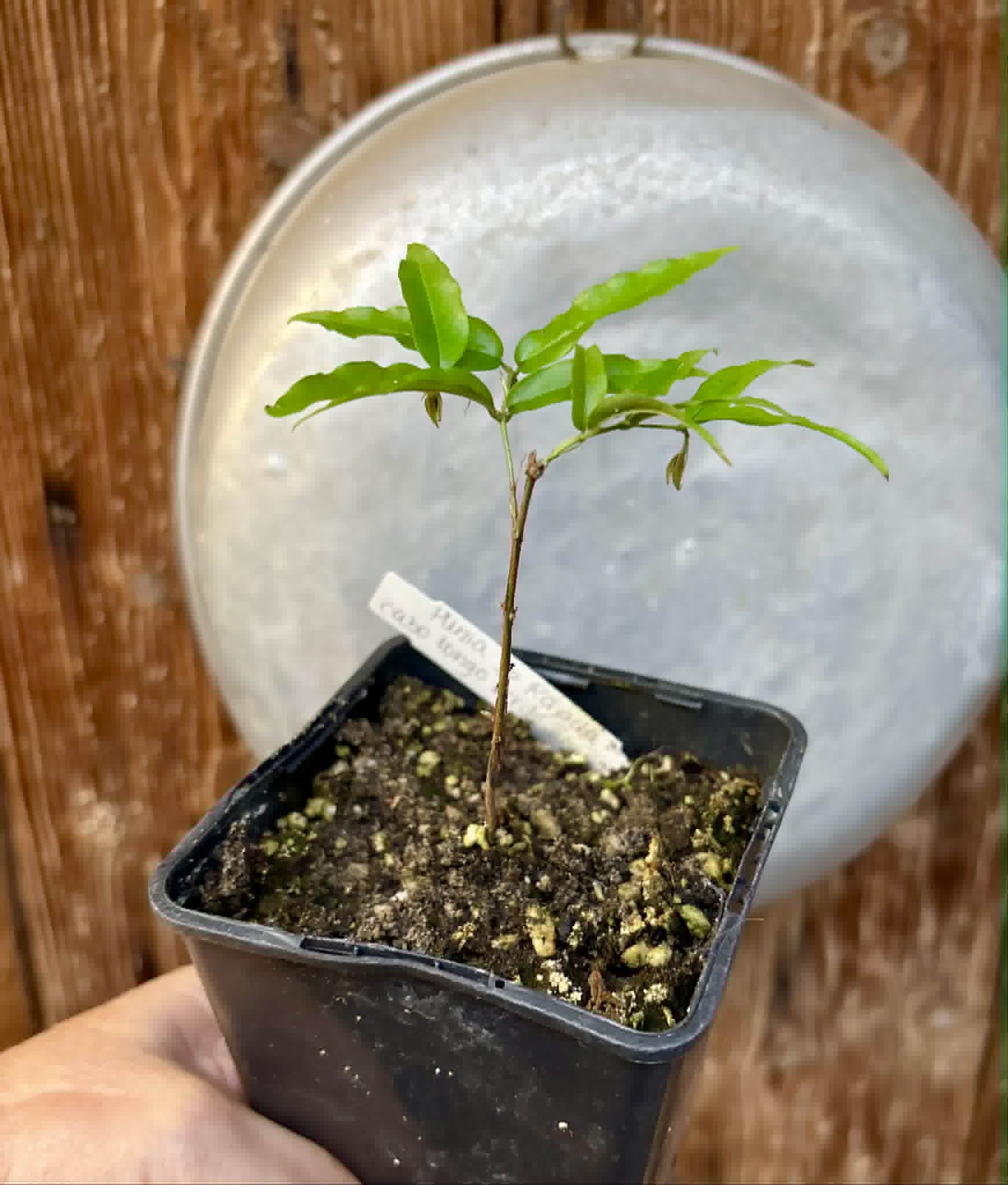 Plinia sp Rajada Cabo longo verde Tupinamba - Jaboticaba -  1 potted seedling / 1 getopfter Sämling
