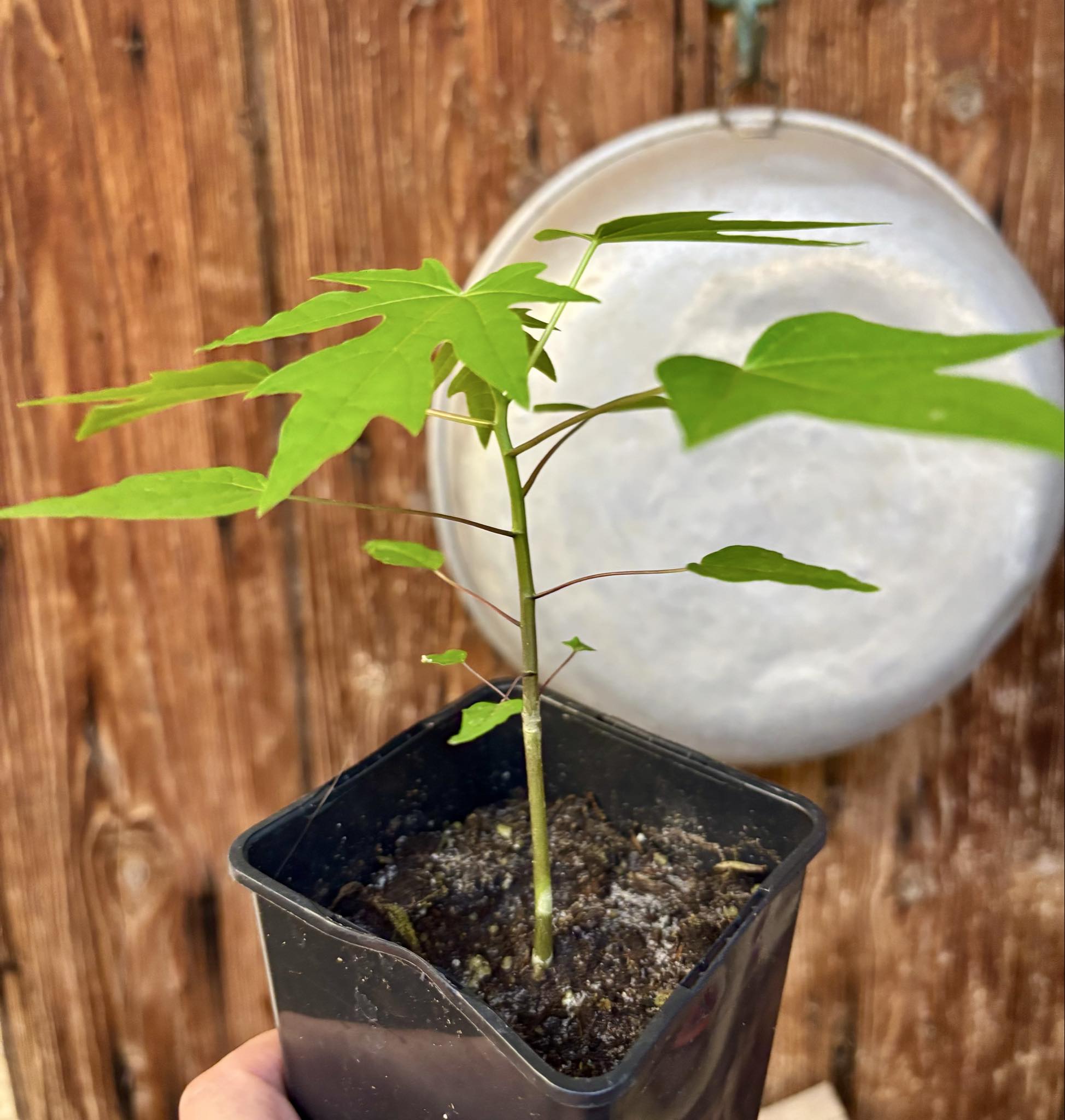 Yellow Krabi Papaya (Carica papaya) - 1 potted seedling / 1 getopfter Sämling 