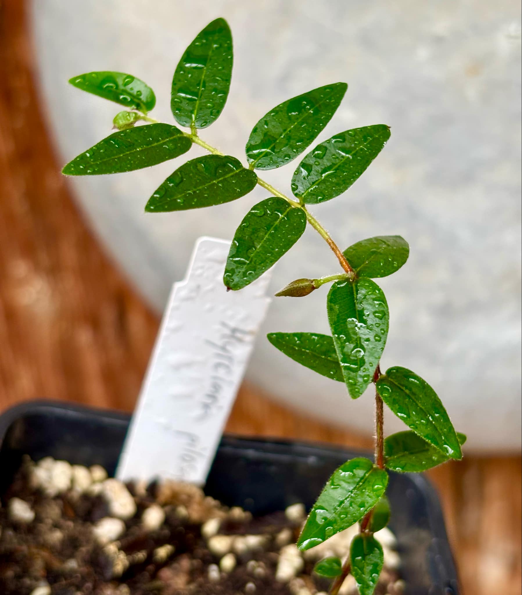 Myrciaria pilosa - 1 small potted seedling / 1 kleiner getopfter Sämling Myrciaria pilosa - 1 small potted seedling / 1 kleiner getopfter Sämling
