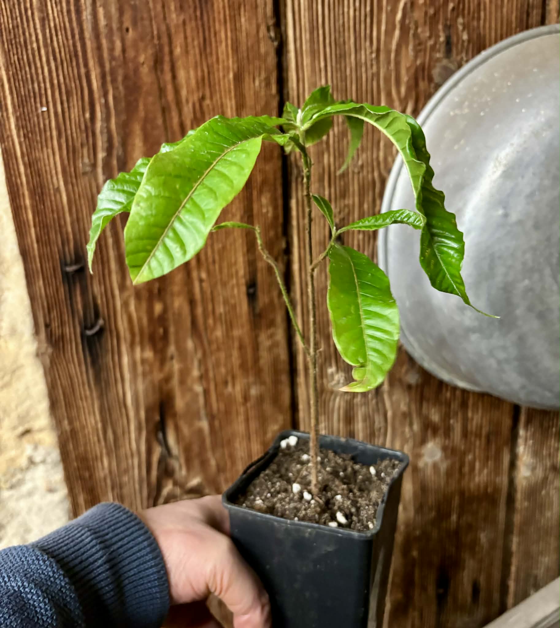 Abiu (Pouteria caimito) - 1 potted plant / 1 getopfte Pflanze