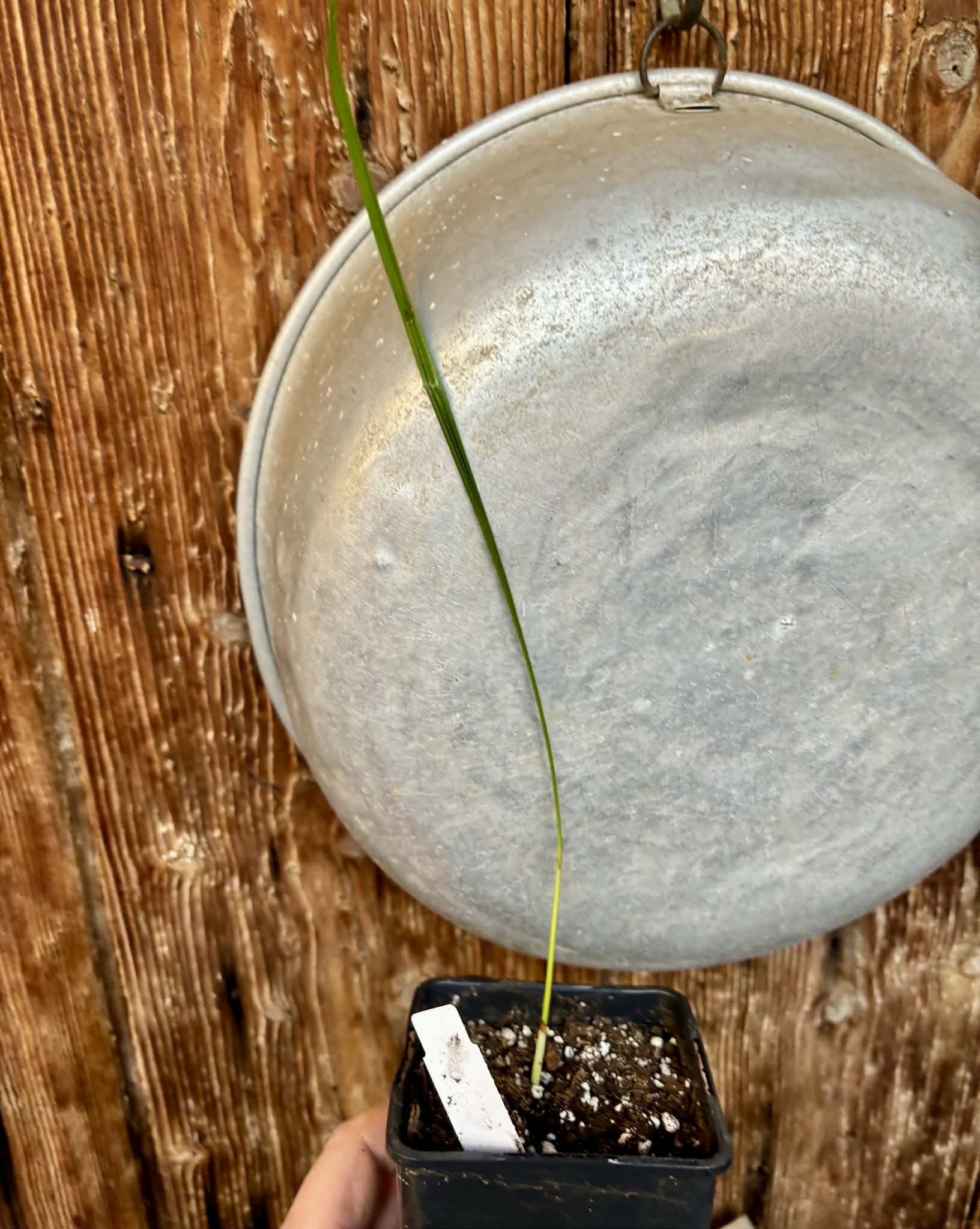 Jelly Palm (Butia odorata) -  1 potted plant / 1 getopfte Pflanze