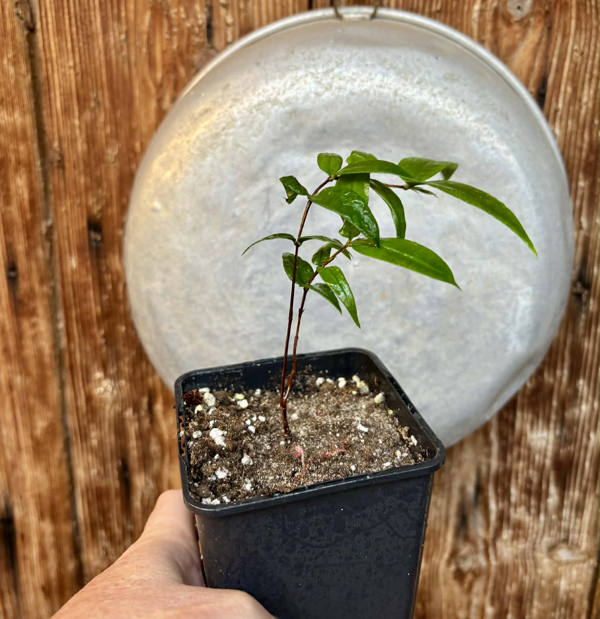 Mouriri sp Nova Provisão - 1 potted plant / 1 getopfte Pflanze