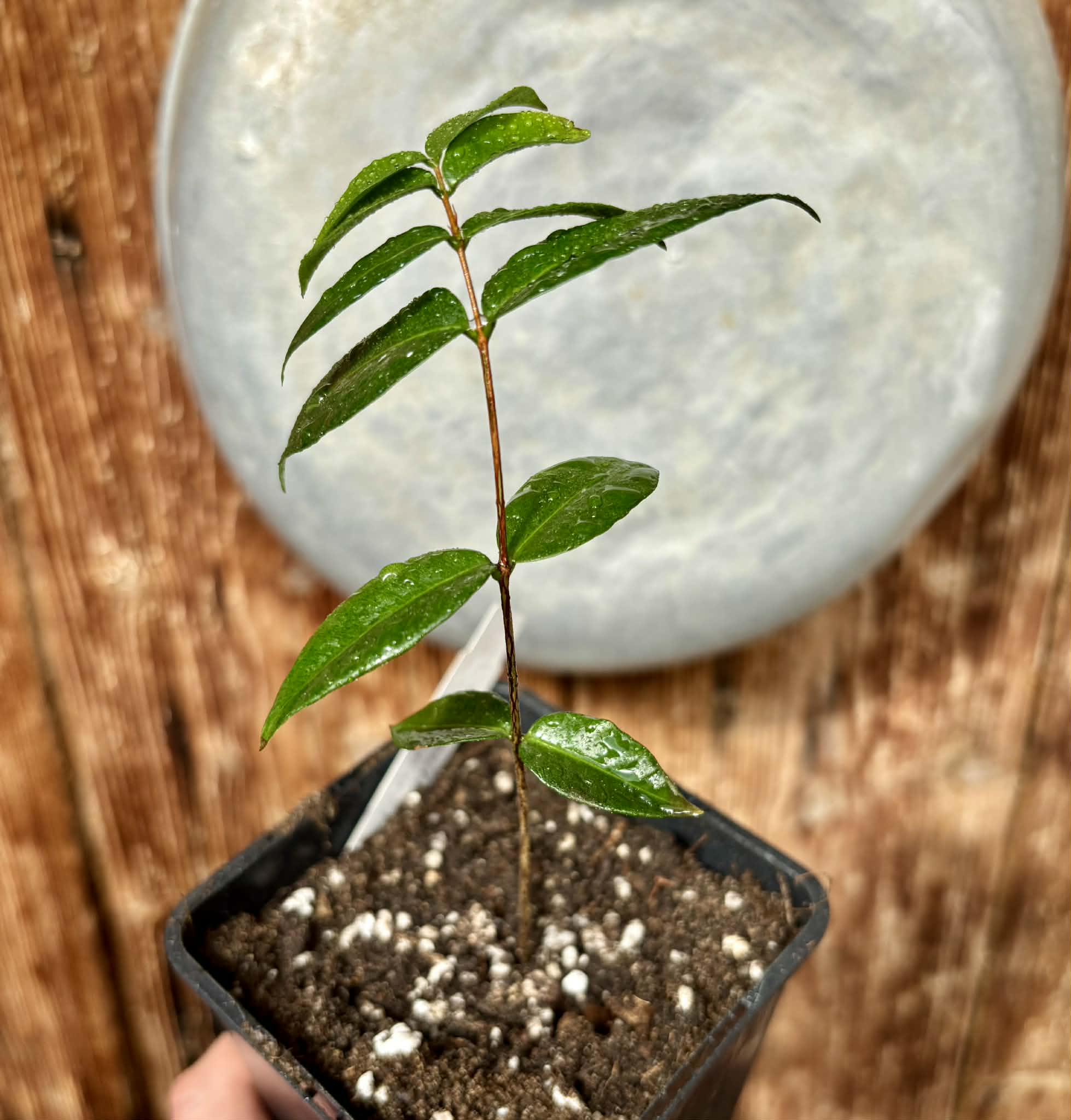 Cabeludinha do Brejo (Neomitranthes glomerata) - 1 potted seedling/ 1 getopfter Sämling