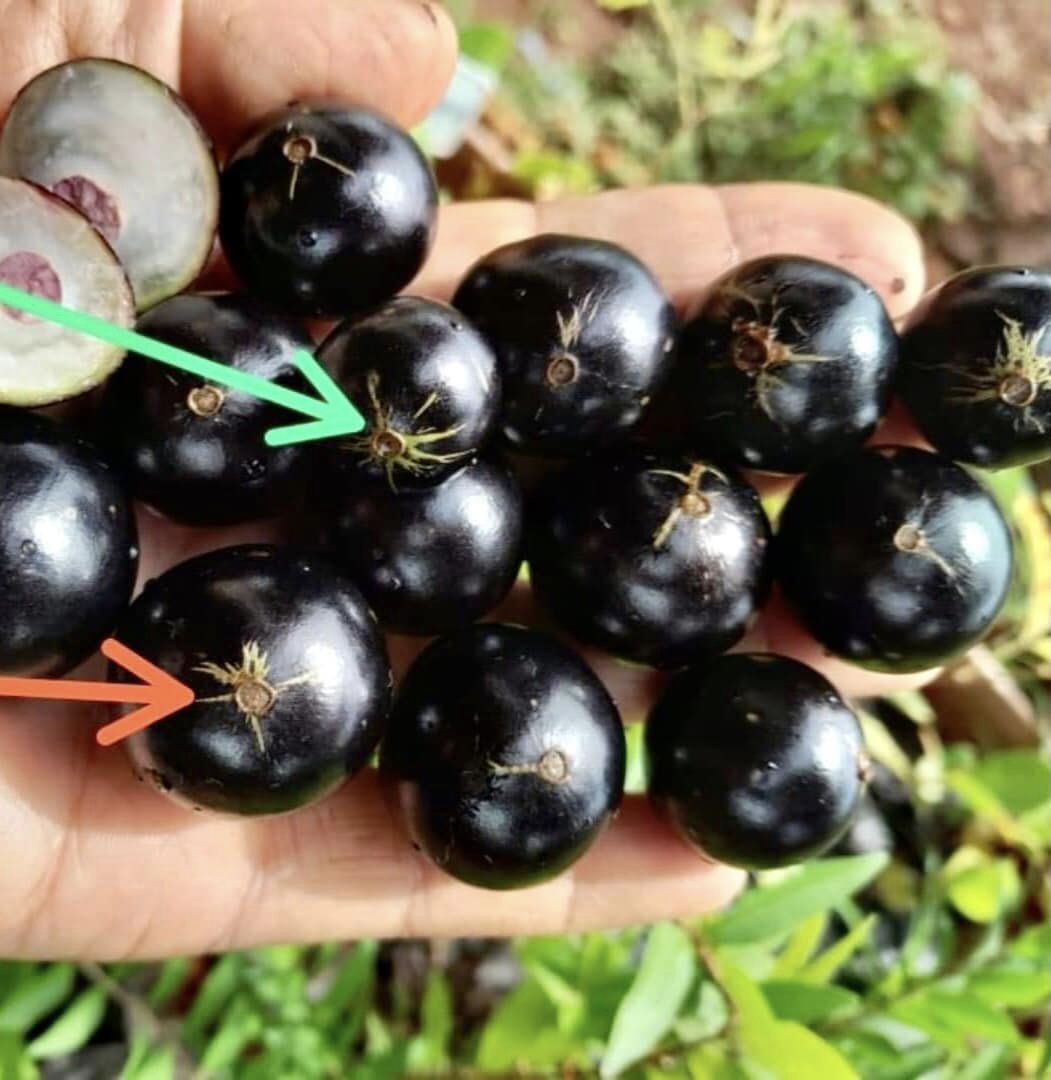 Jaboticaba Oipirinha (Plinia sp) 1 seedling/ 1 Sämling